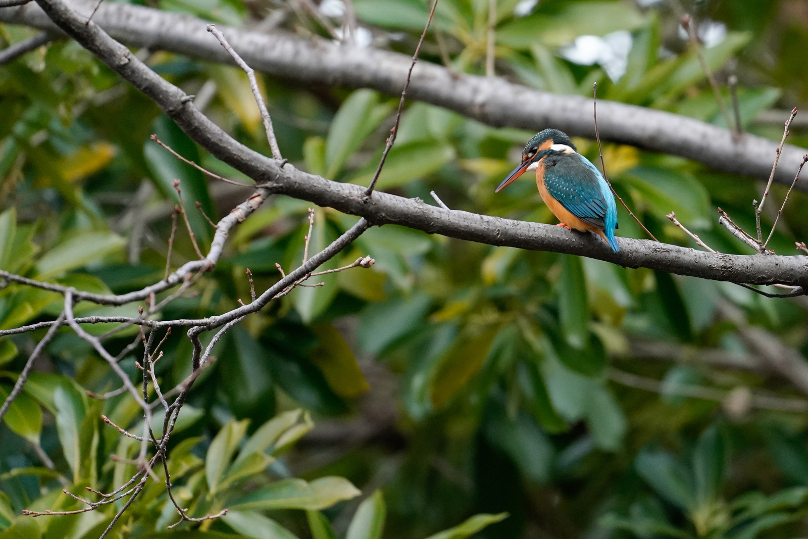 f:id:zo5ur53kle:20200126194700j:plain