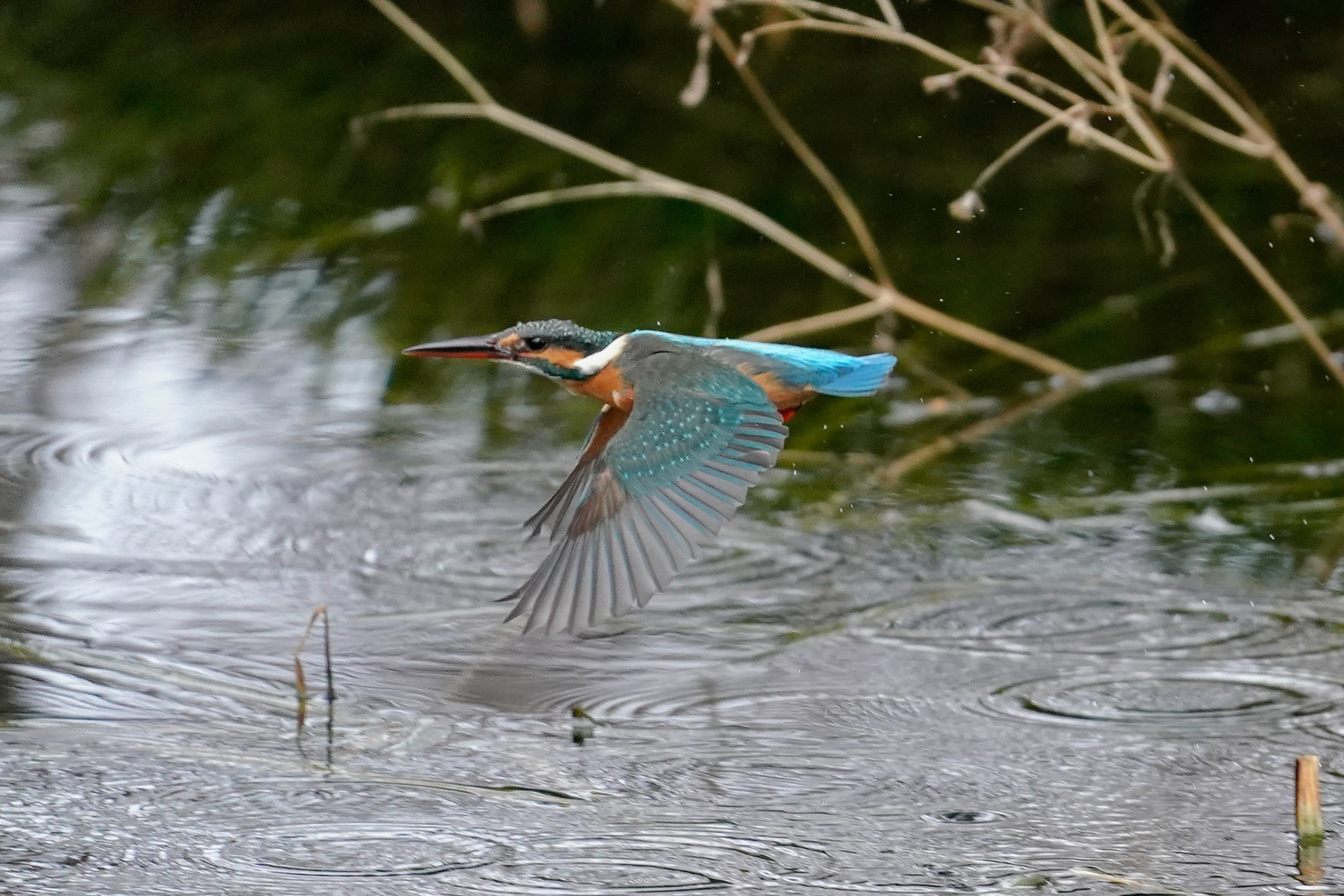 f:id:zo5ur53kle:20200126194846j:plain