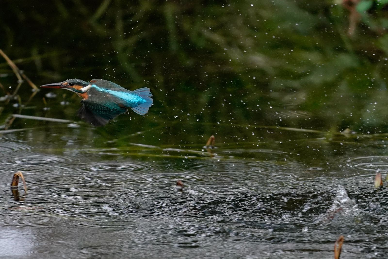 f:id:zo5ur53kle:20200126194854j:plain