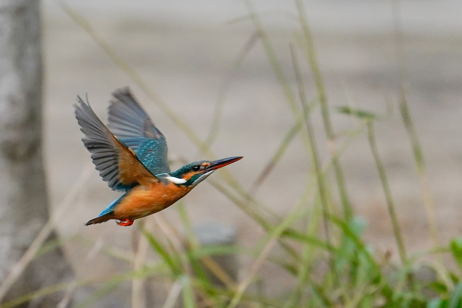 f:id:zo5ur53kle:20200126194909j:plain