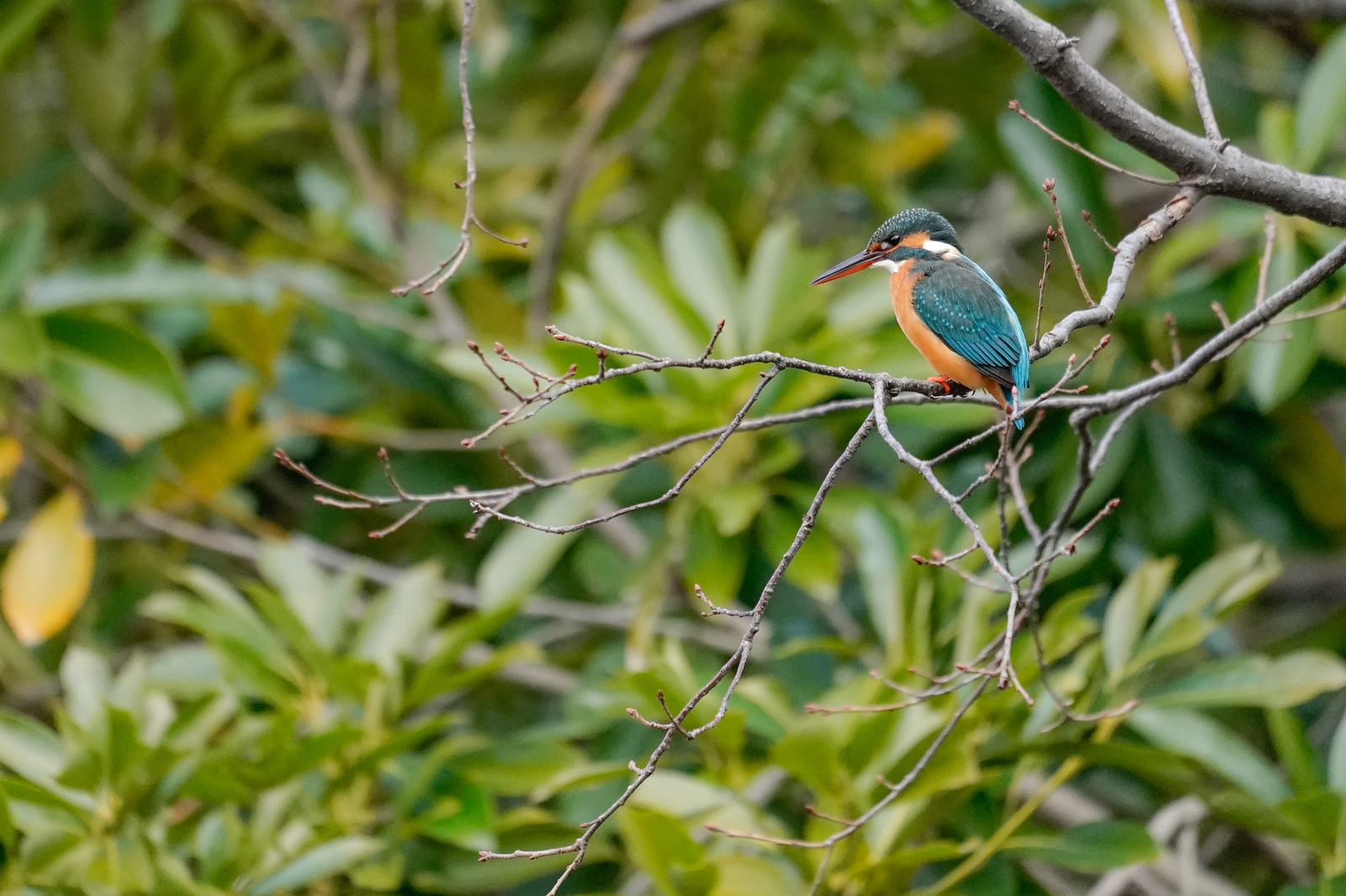 f:id:zo5ur53kle:20200126194918j:plain