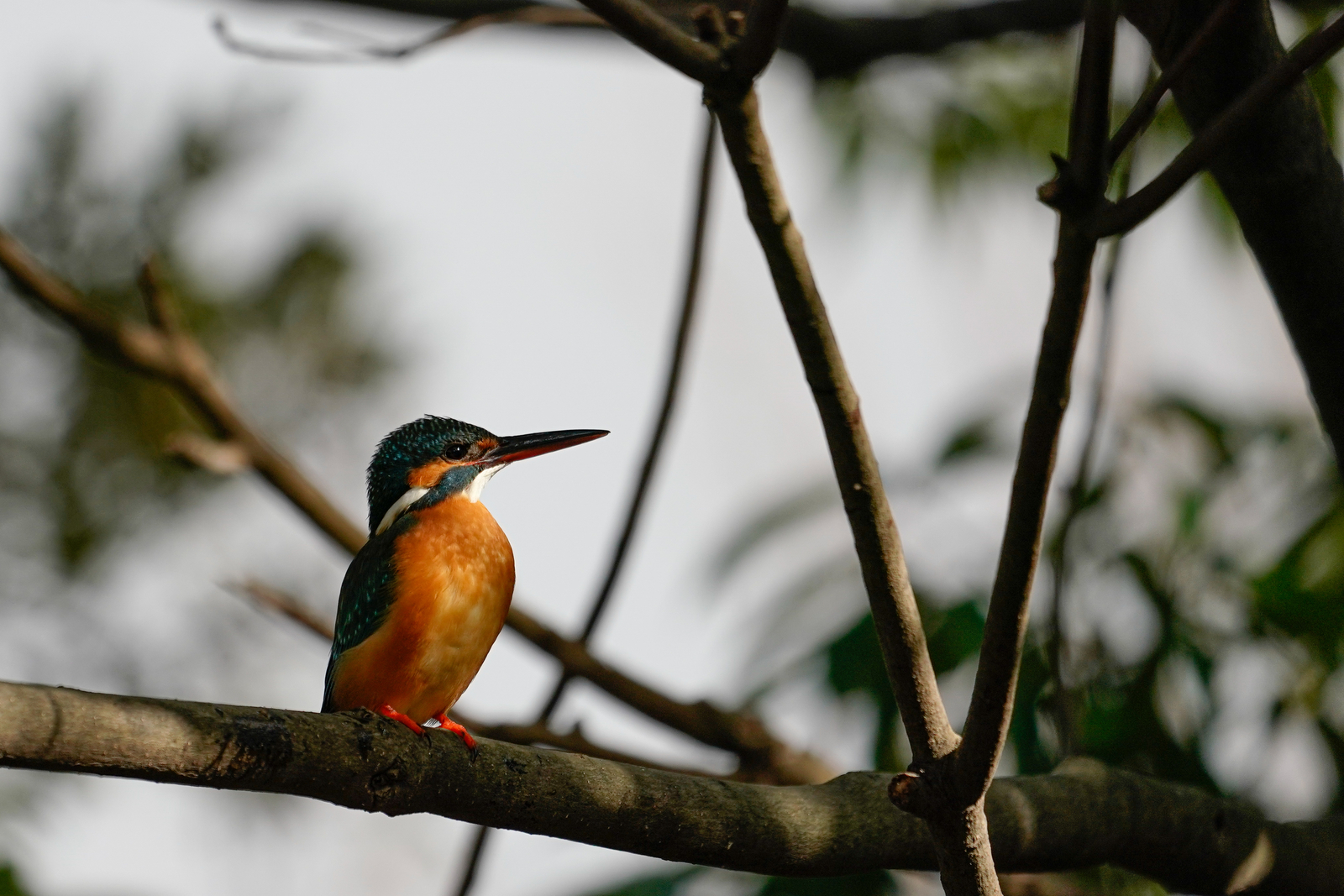 f:id:zo5ur53kle:20200126194943j:plain