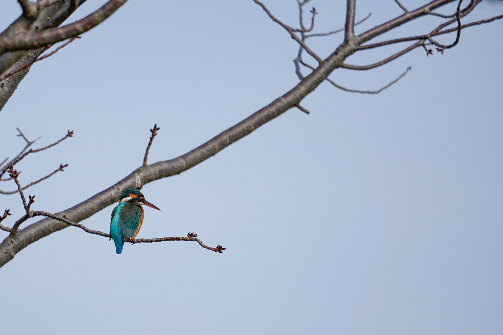 f:id:zo5ur53kle:20200126194957j:plain