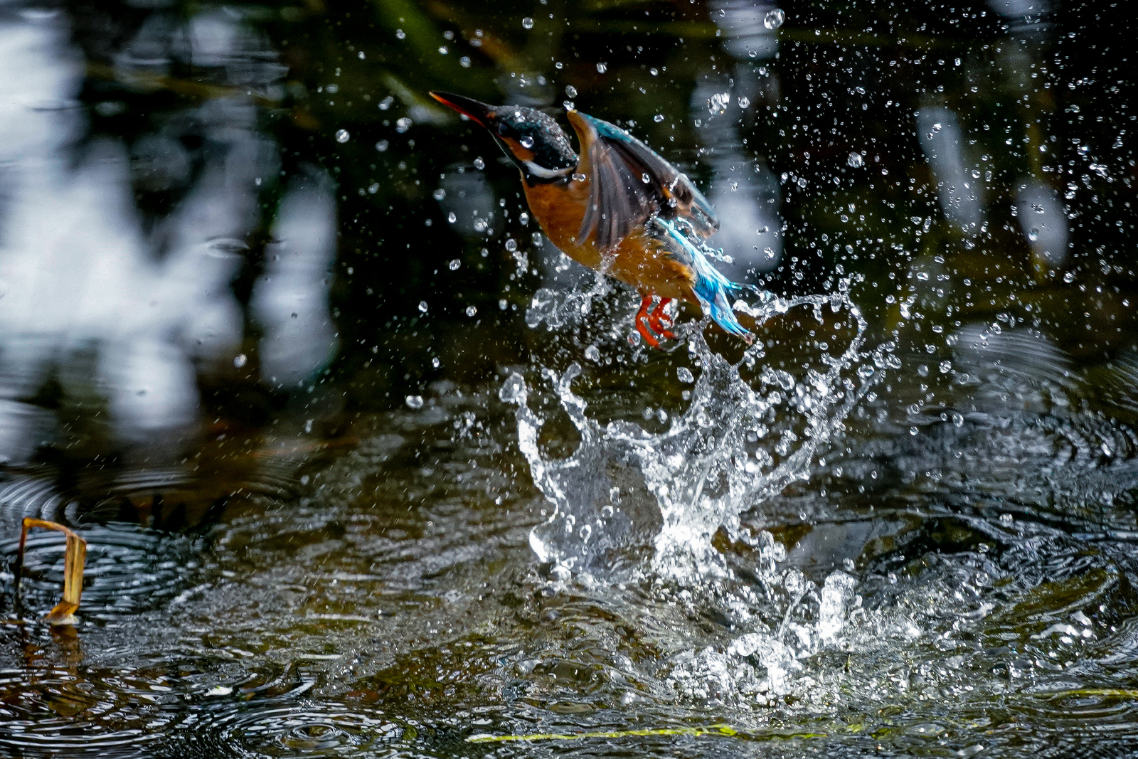 f:id:zo5ur53kle:20200126195012j:plain