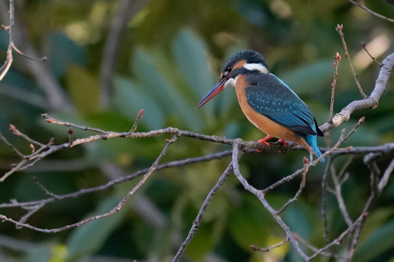 f:id:zo5ur53kle:20200201190940j:plain