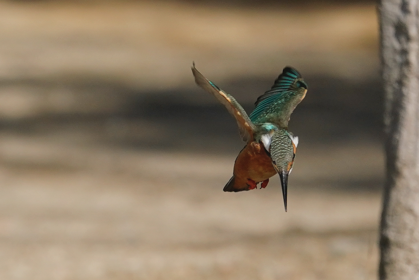 f:id:zo5ur53kle:20200201191007j:plain