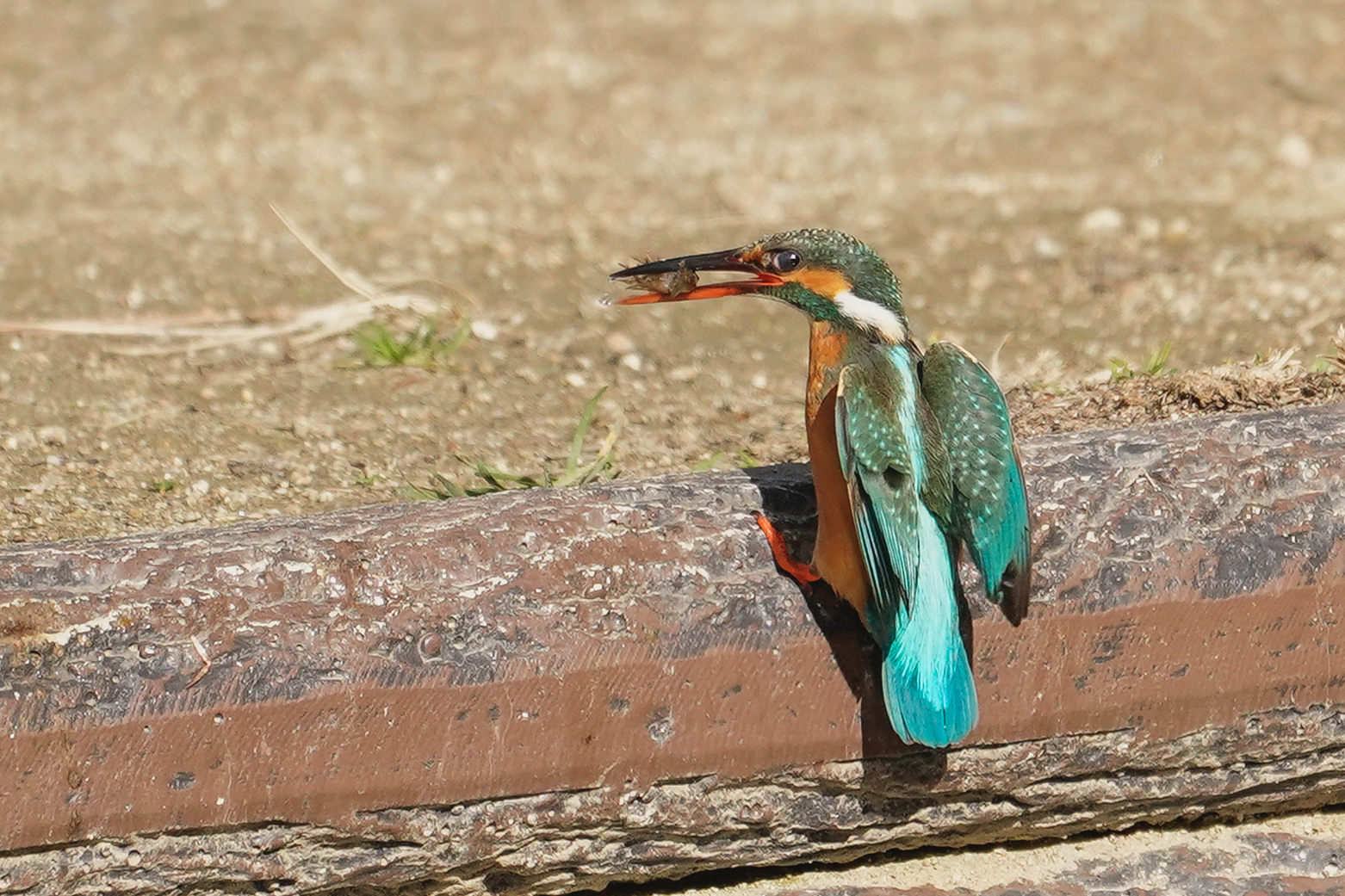 f:id:zo5ur53kle:20200201191014j:plain