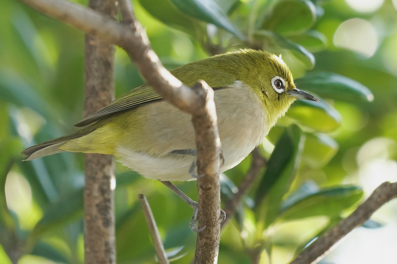 f:id:zo5ur53kle:20200201221115j:plain