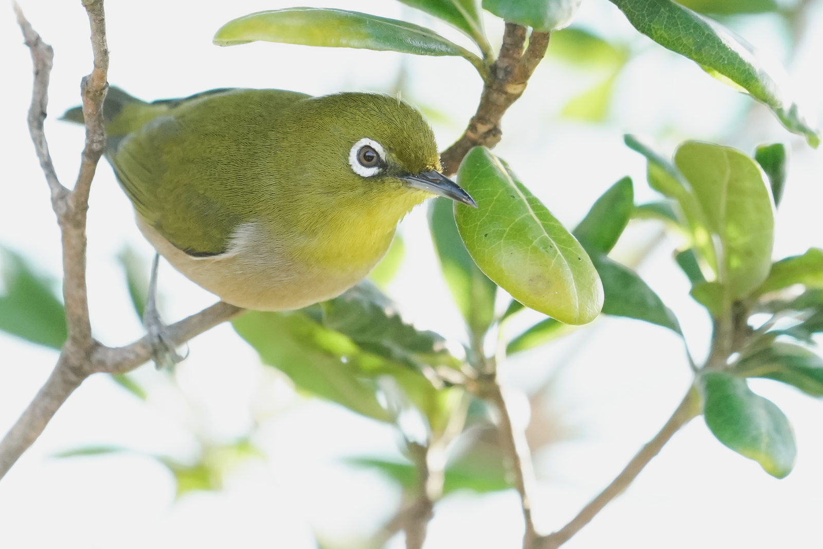 f:id:zo5ur53kle:20200201221126j:plain