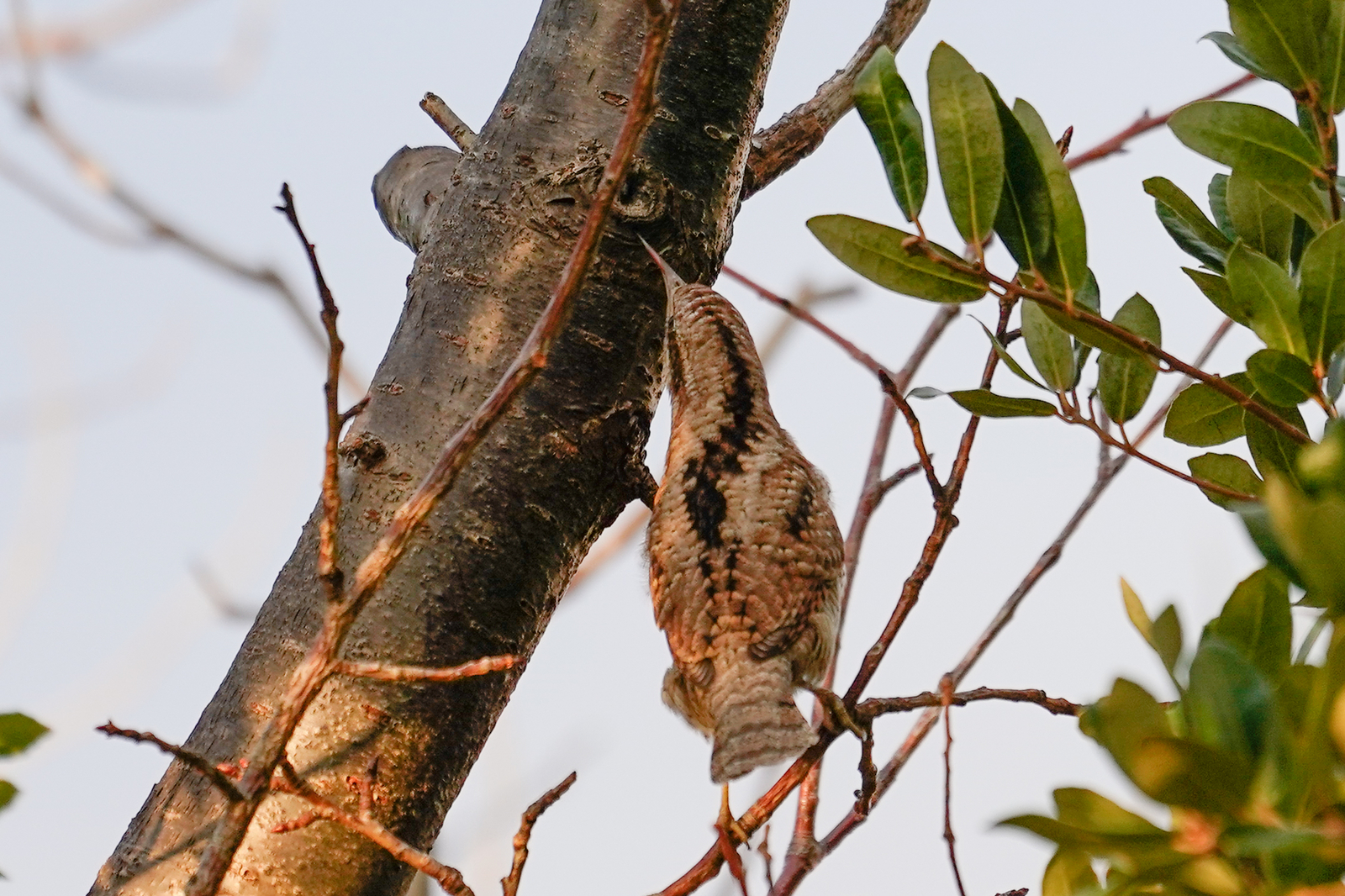 f:id:zo5ur53kle:20200201221203j:plain