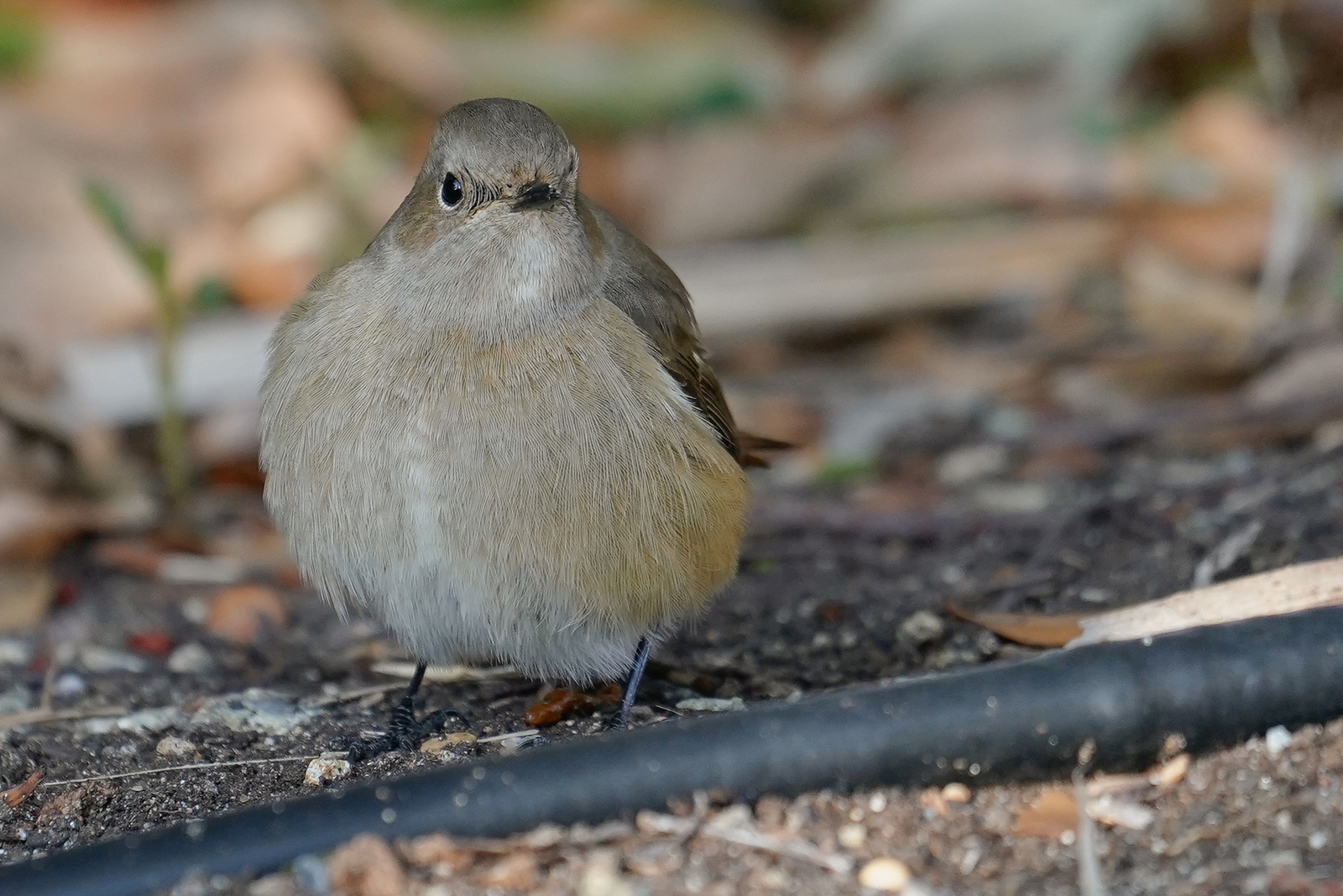 f:id:zo5ur53kle:20200201221242j:plain