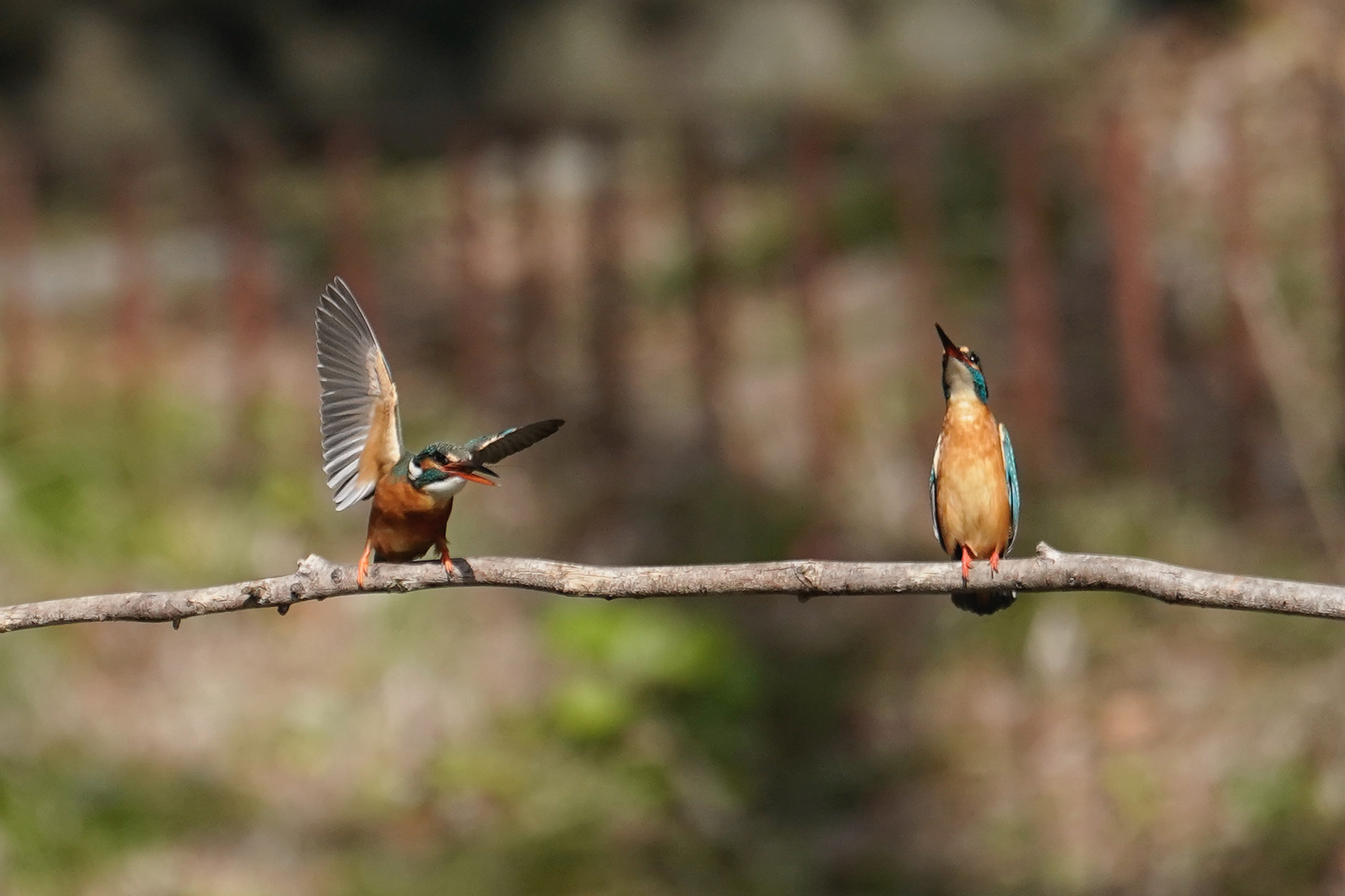 f:id:zo5ur53kle:20200320205812j:plain