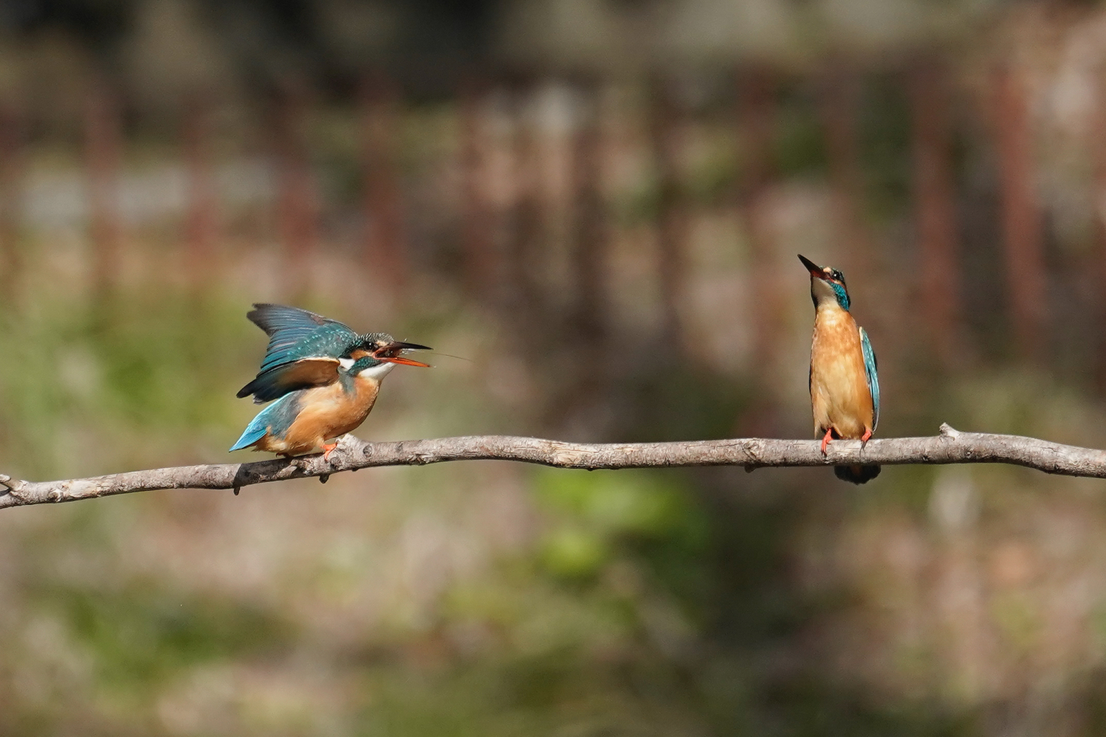 f:id:zo5ur53kle:20200320205820j:plain