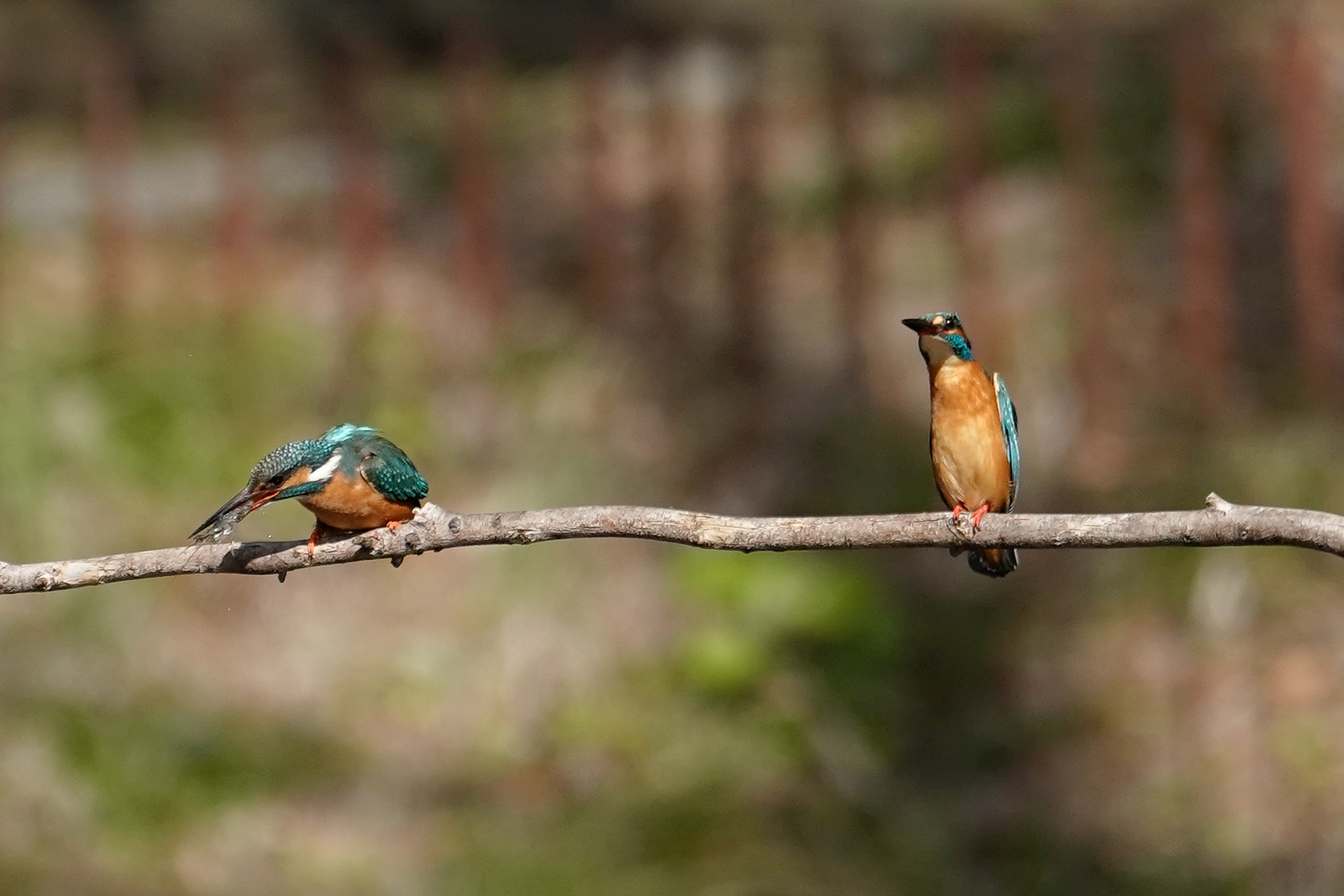 f:id:zo5ur53kle:20200320205838j:plain