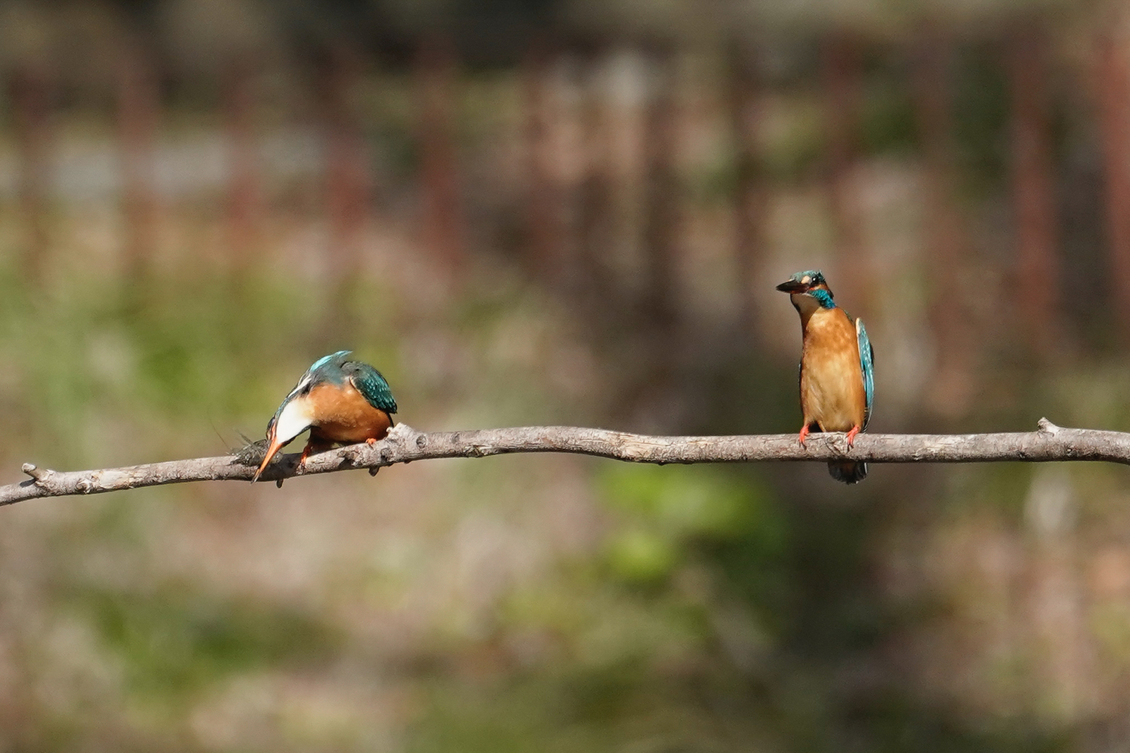 f:id:zo5ur53kle:20200320205845j:plain