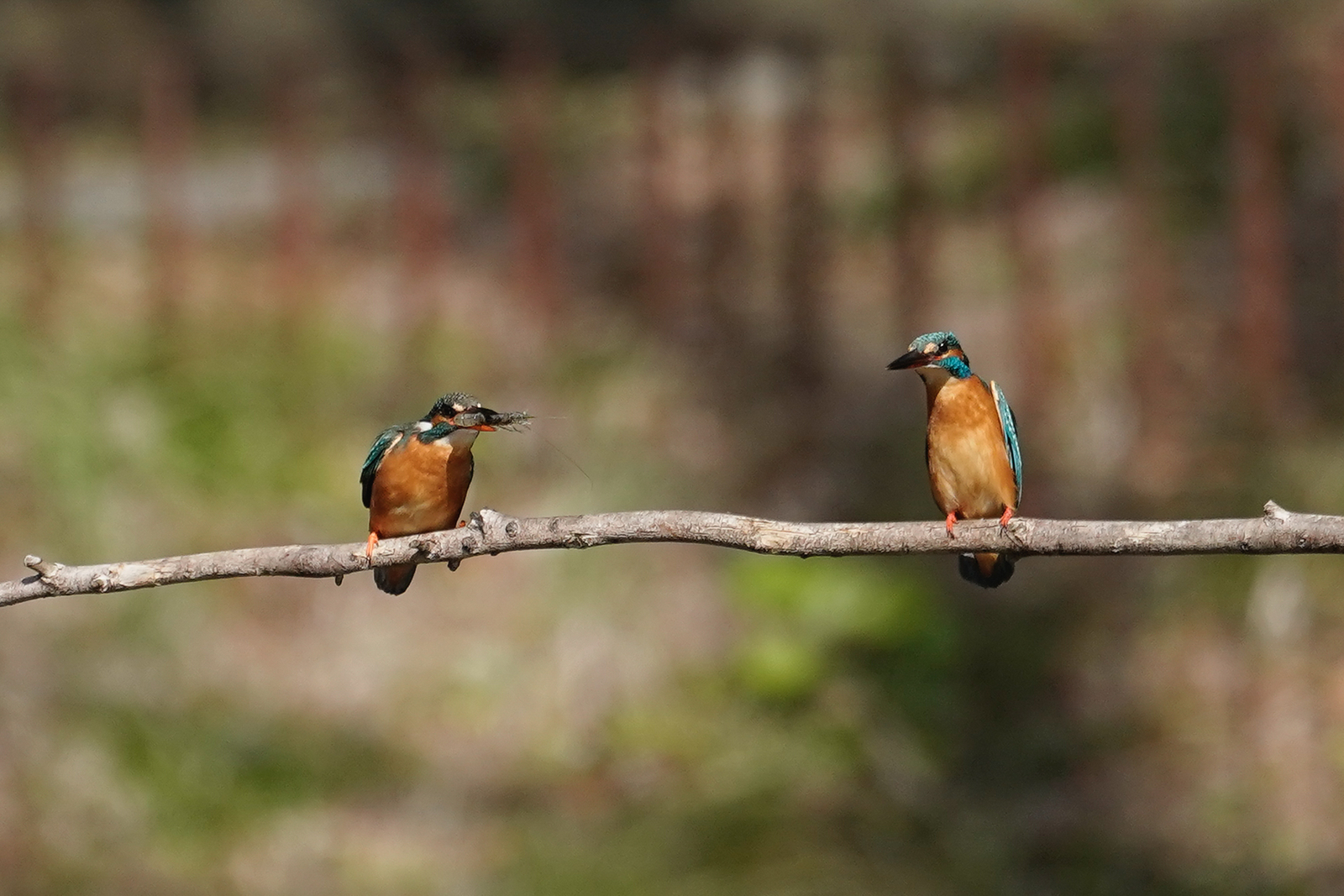 f:id:zo5ur53kle:20200320205854j:plain