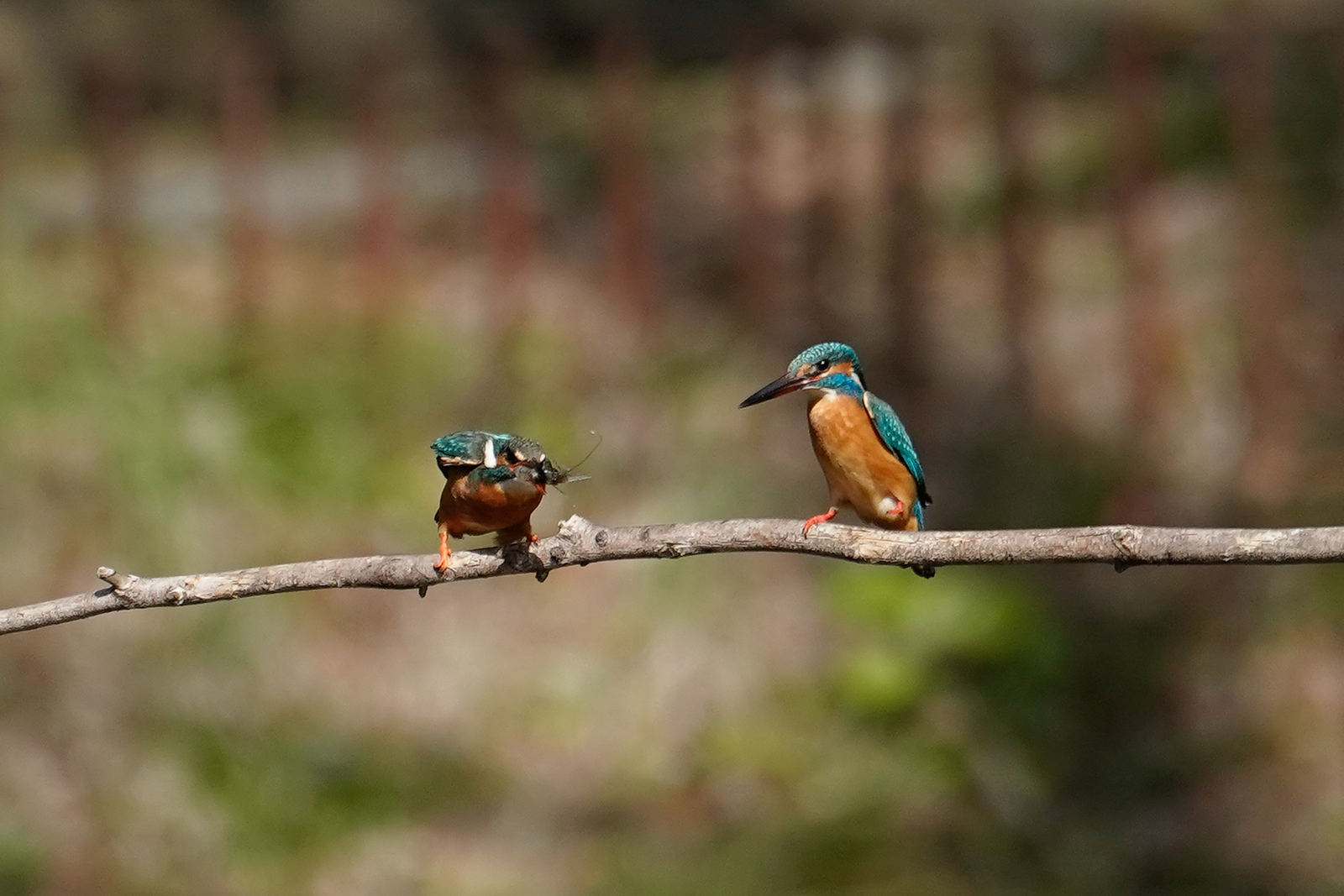 f:id:zo5ur53kle:20200320210420j:plain