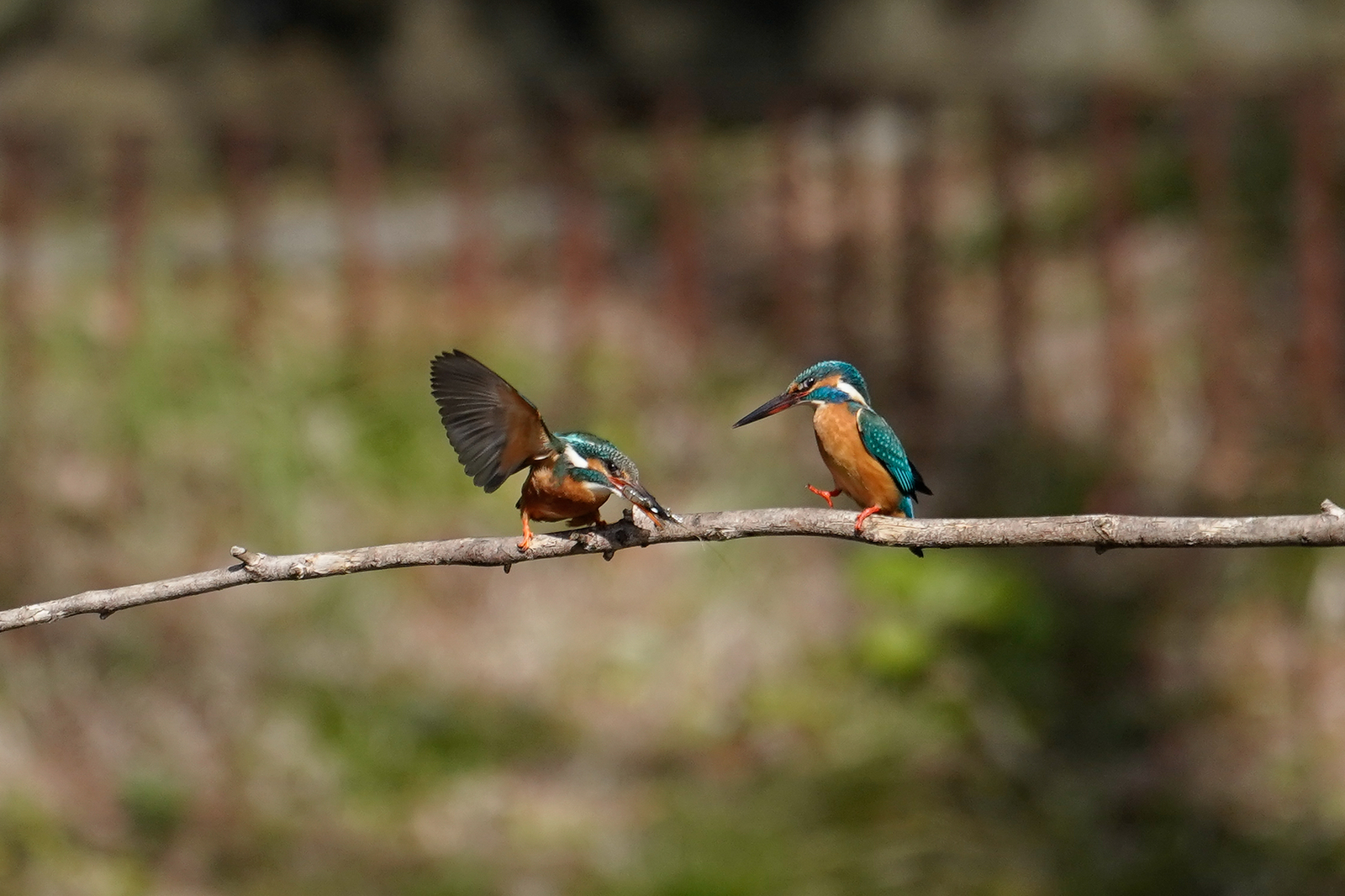 f:id:zo5ur53kle:20200320210429j:plain