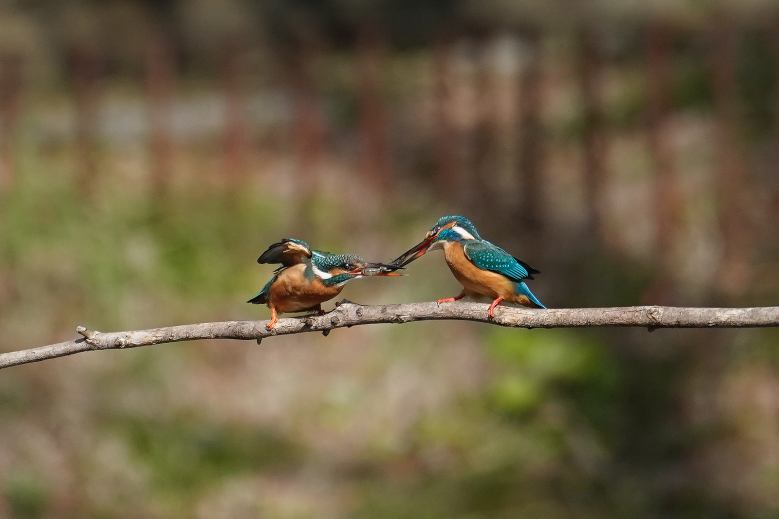 f:id:zo5ur53kle:20200320210438j:plain