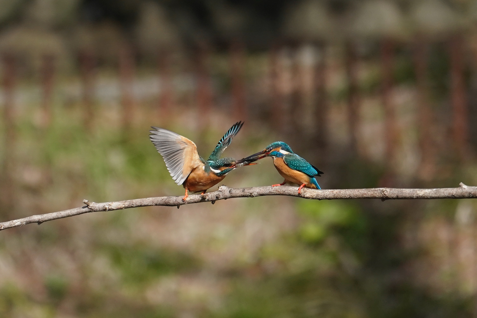 f:id:zo5ur53kle:20200320210446j:plain