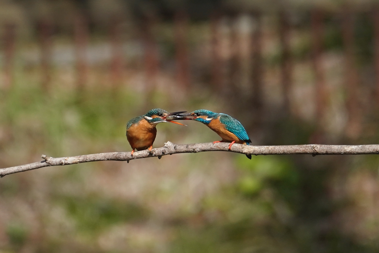 f:id:zo5ur53kle:20200320210455j:plain