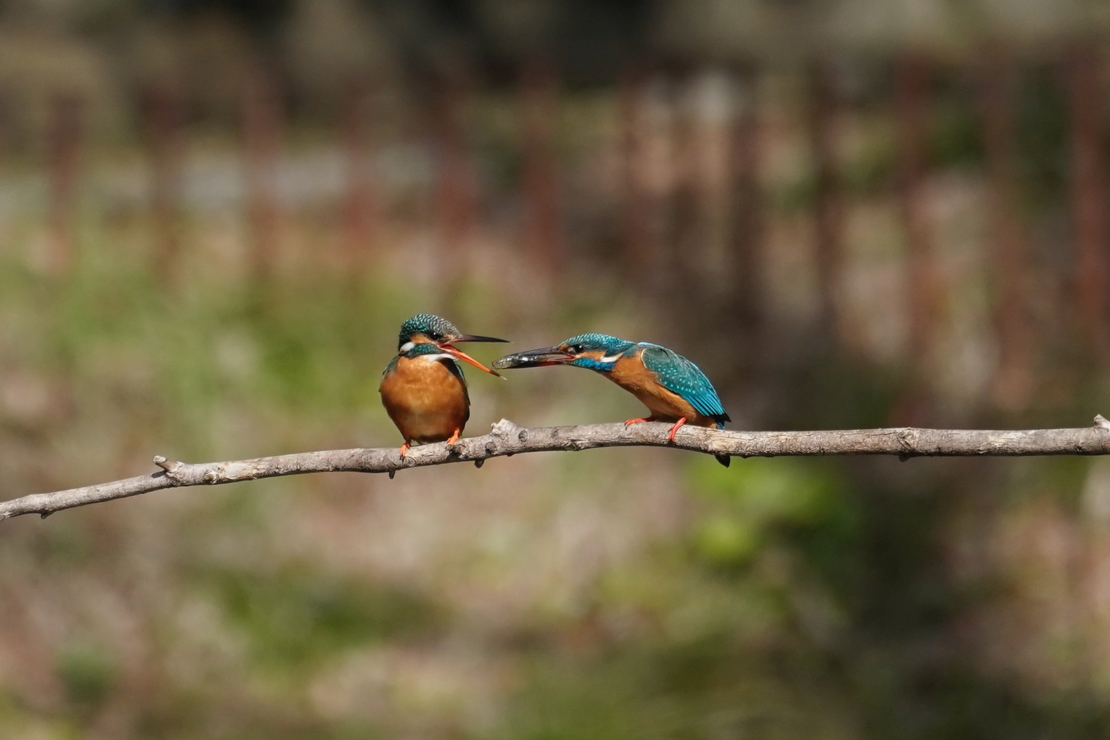 f:id:zo5ur53kle:20200320210527j:plain