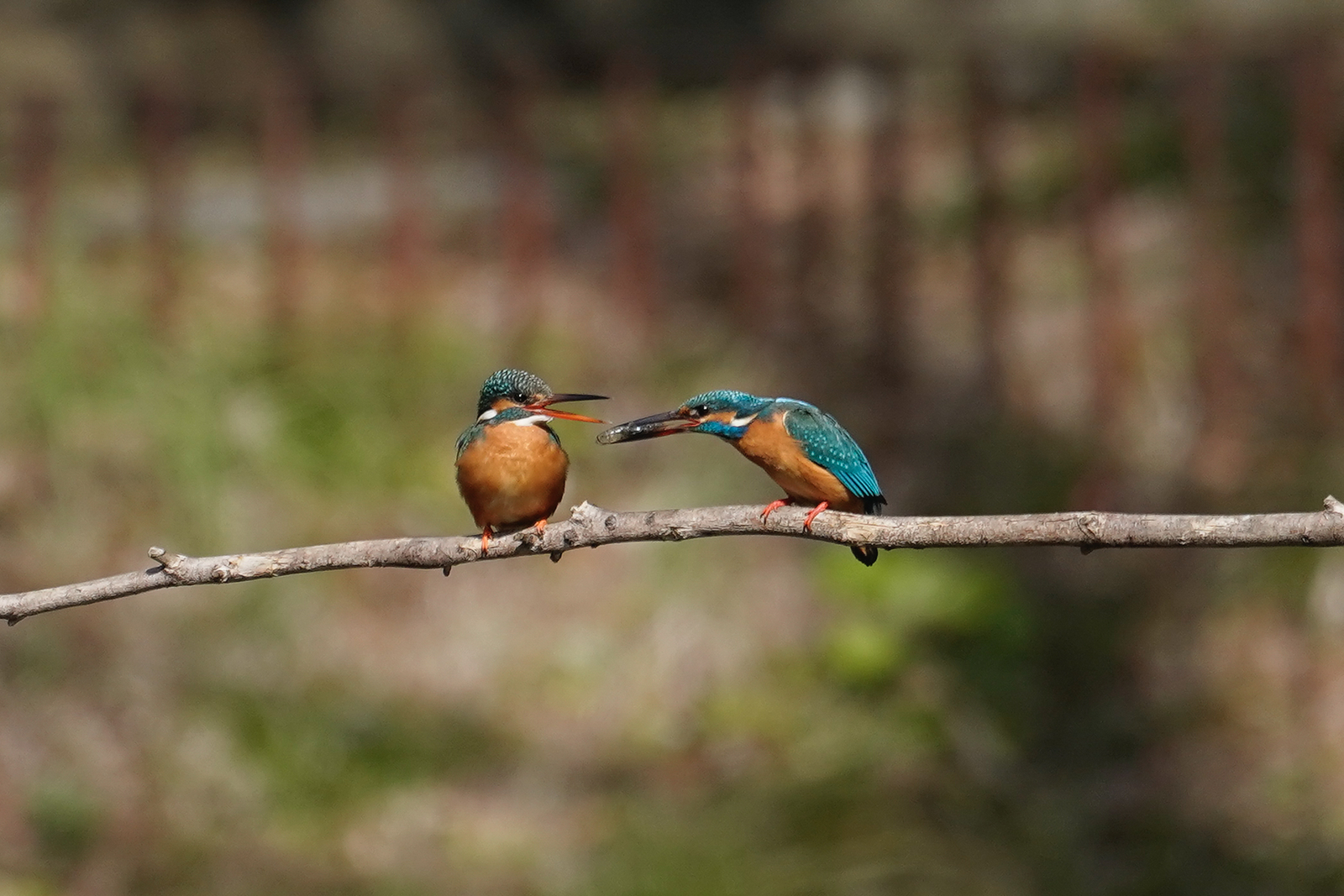 f:id:zo5ur53kle:20200320210535j:plain