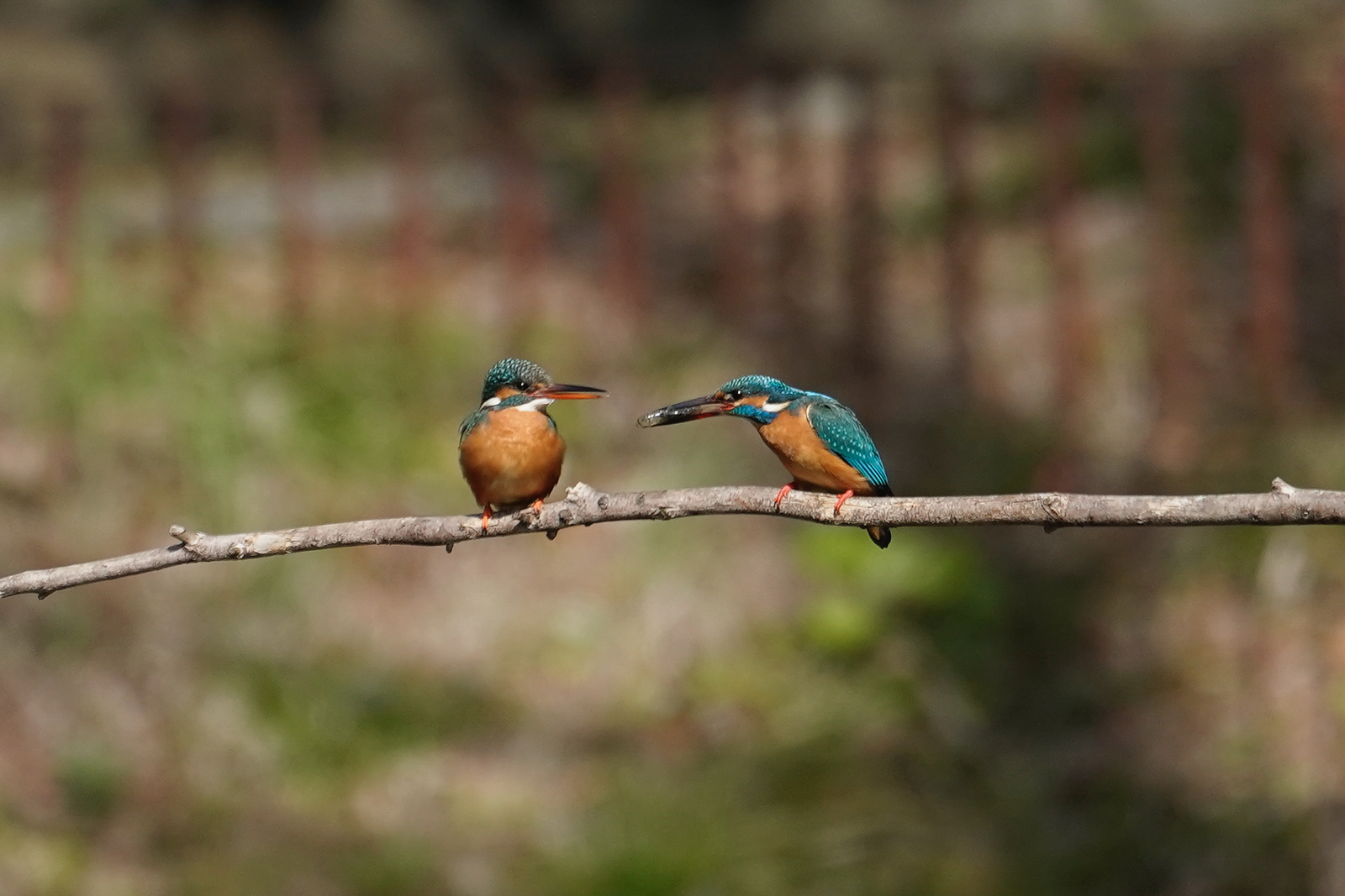 f:id:zo5ur53kle:20200320210546j:plain