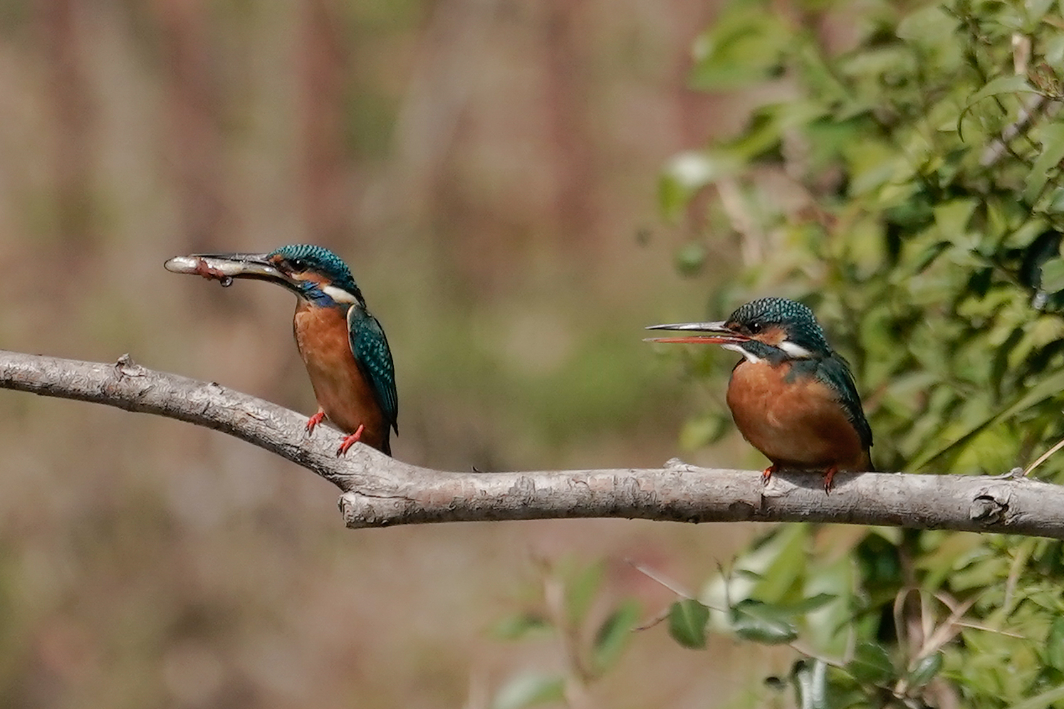 f:id:zo5ur53kle:20200320210645j:plain