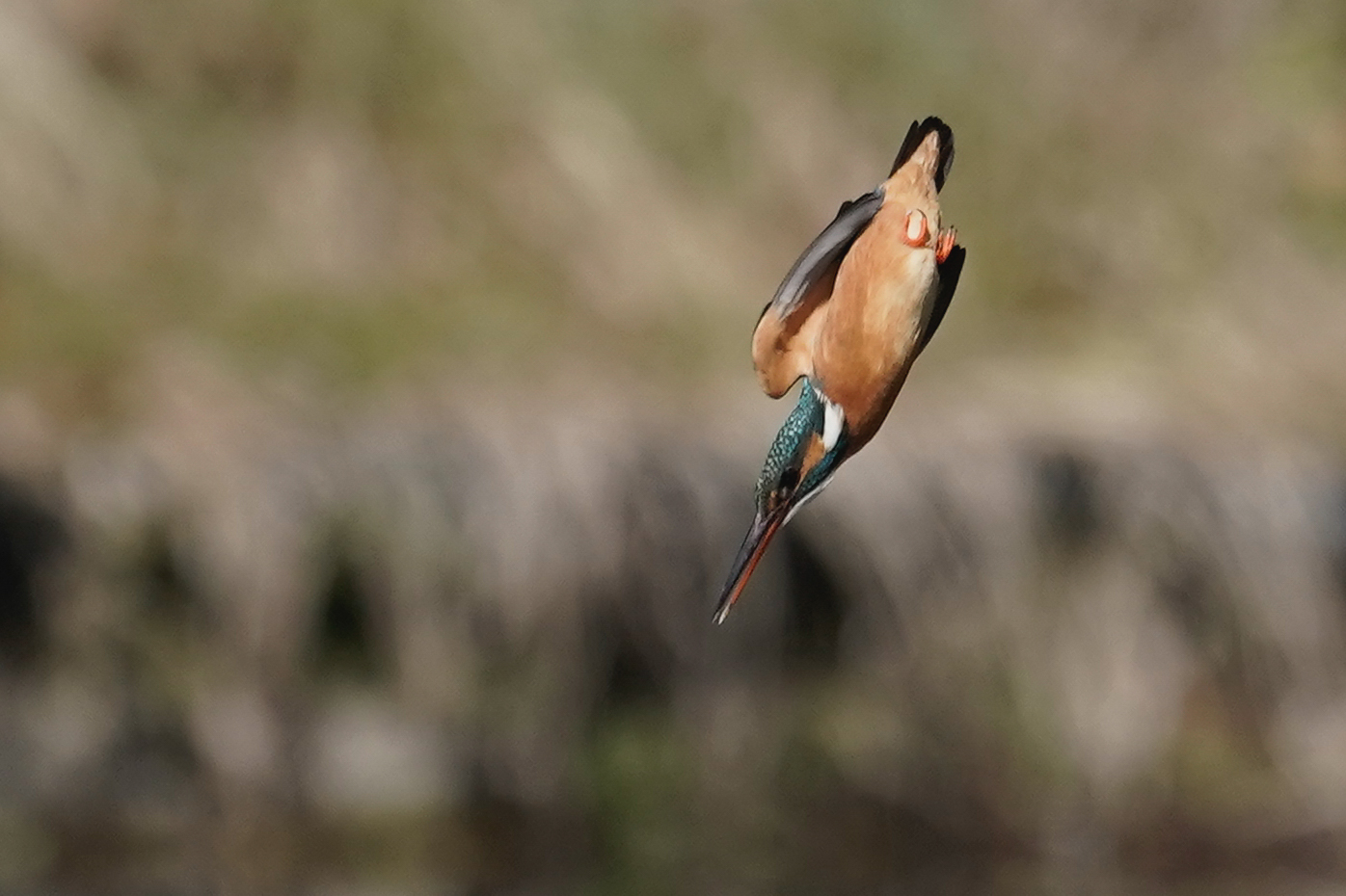 f:id:zo5ur53kle:20200320210713j:plain