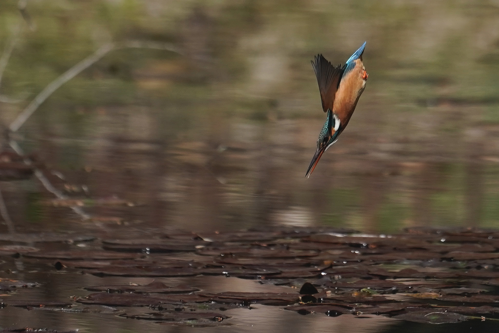 f:id:zo5ur53kle:20200320210720j:plain