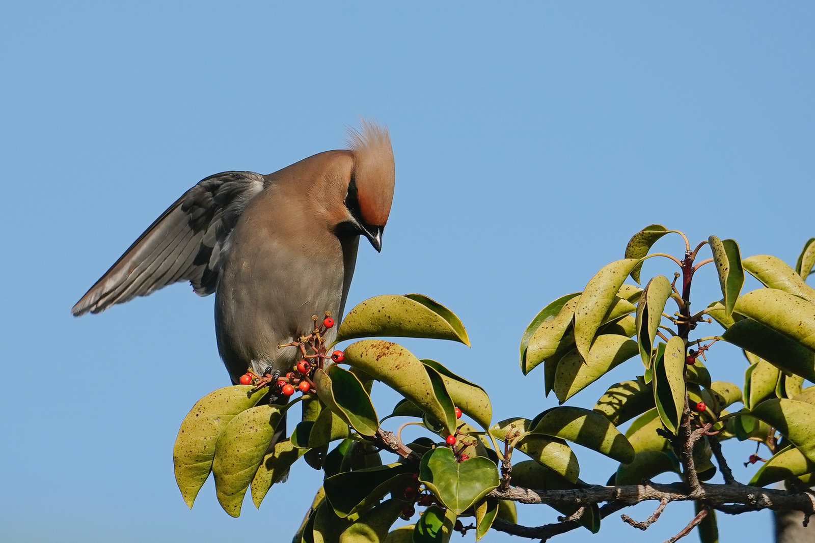 f:id:zo5ur53kle:20200320210731j:plain