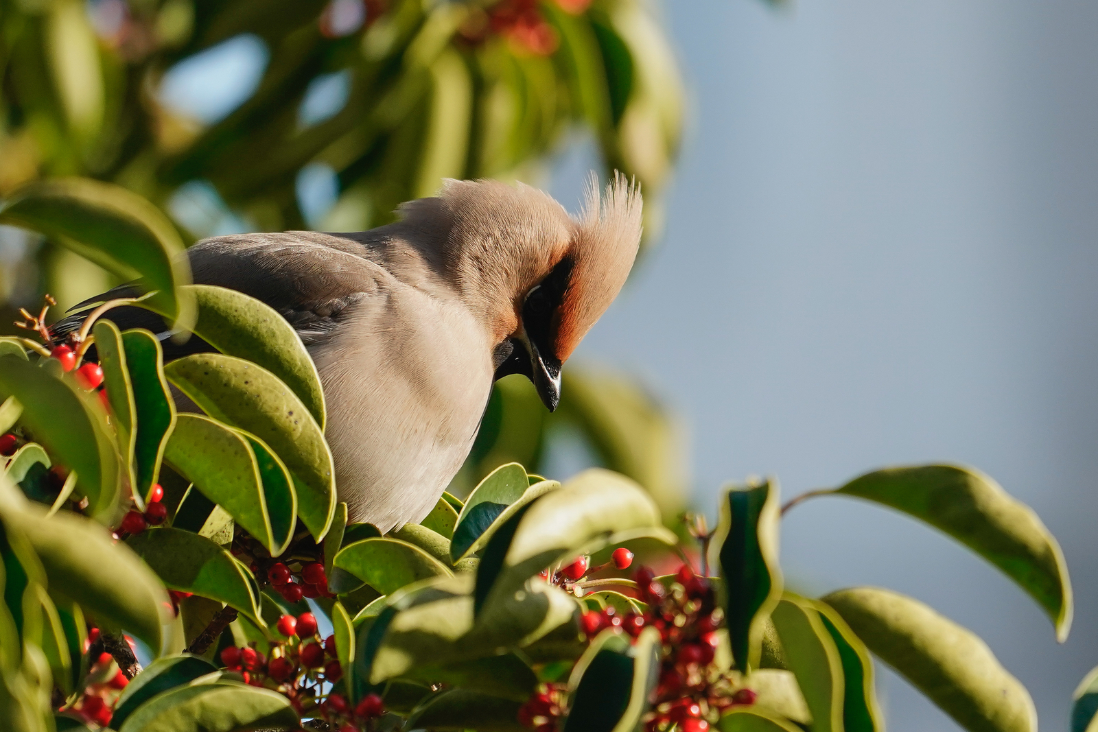 f:id:zo5ur53kle:20200320210756j:plain