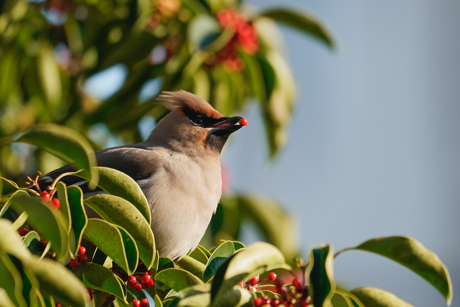 f:id:zo5ur53kle:20200320210813j:plain