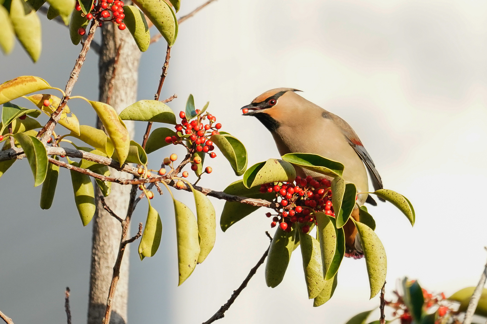 f:id:zo5ur53kle:20200320210832j:plain