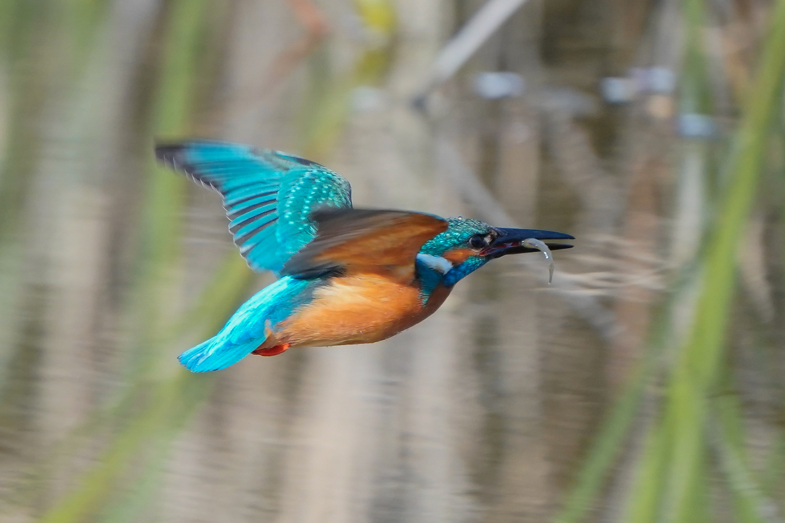 f:id:zo5ur53kle:20200411172440j:plain