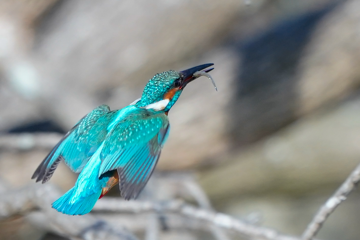 f:id:zo5ur53kle:20200411172457j:plain