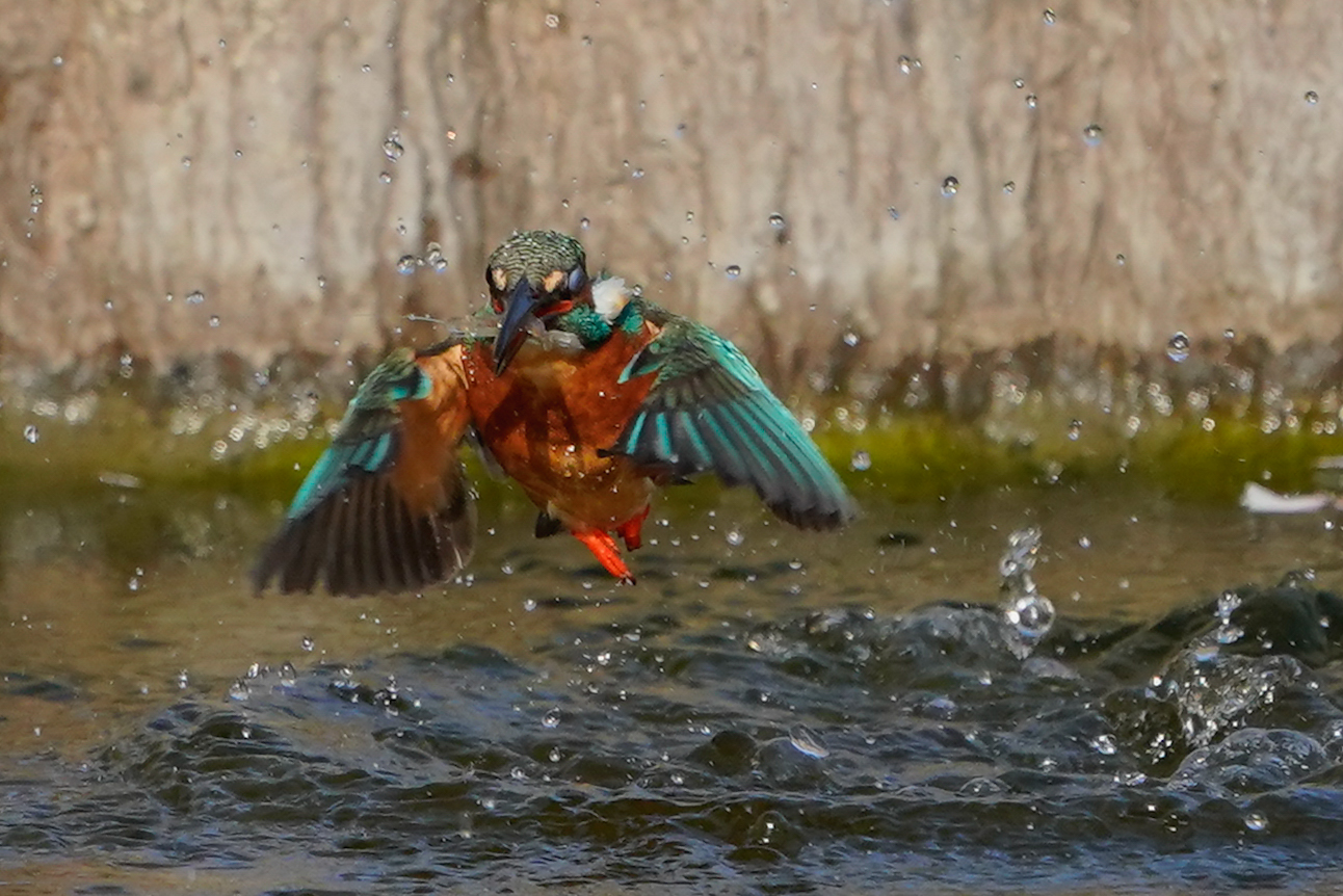 f:id:zo5ur53kle:20200411172516j:plain