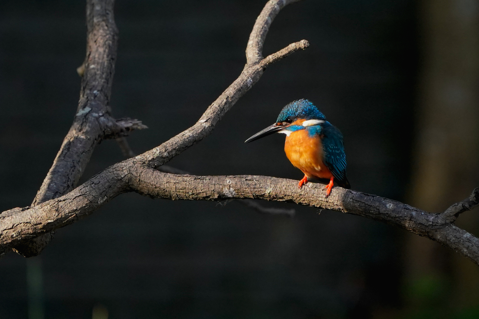 f:id:zo5ur53kle:20200411172531j:plain