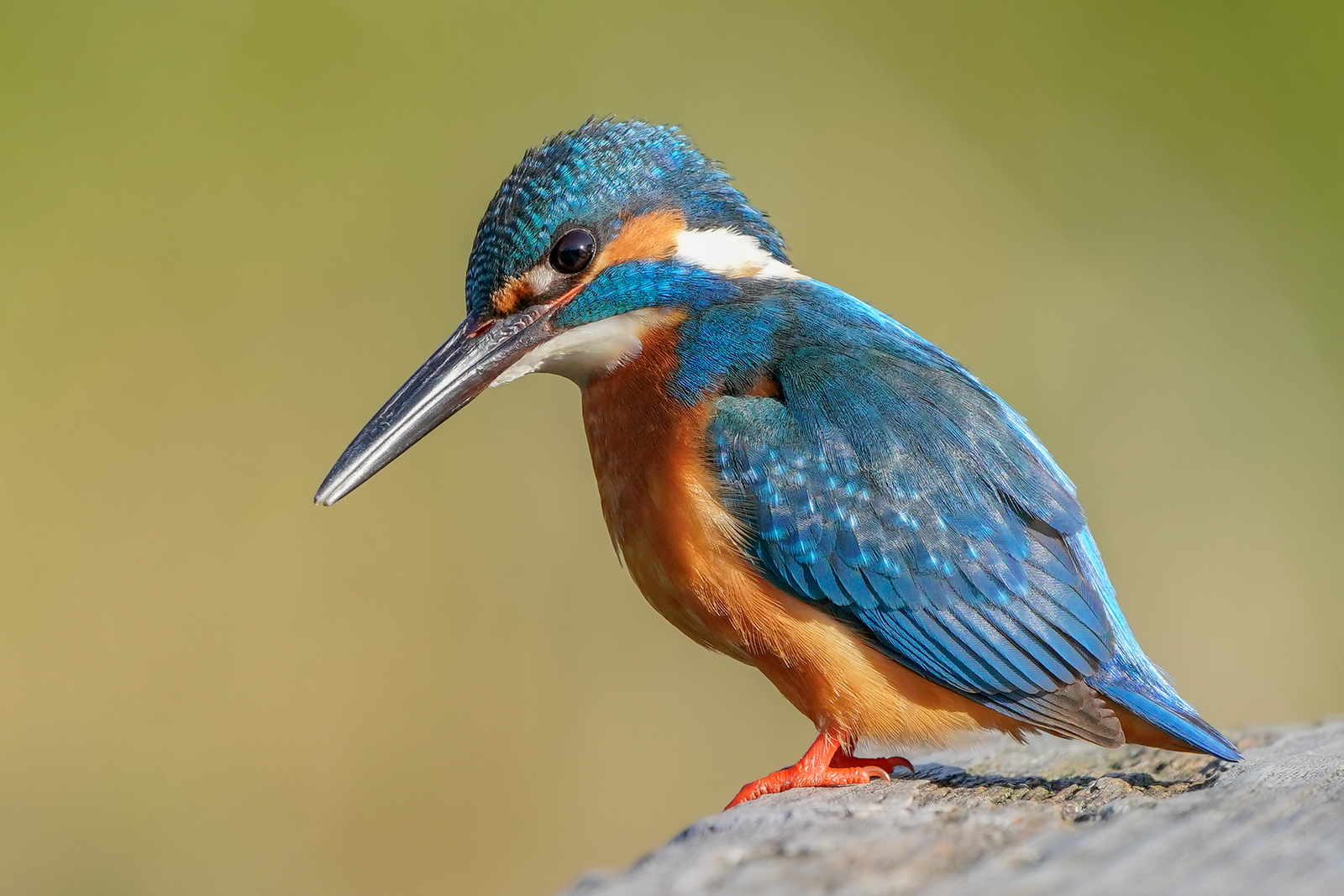 f:id:zo5ur53kle:20200411202744j:plain