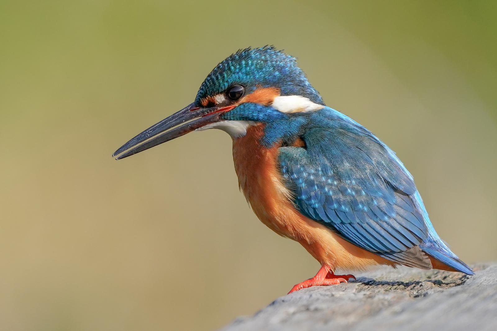 f:id:zo5ur53kle:20200411202759j:plain