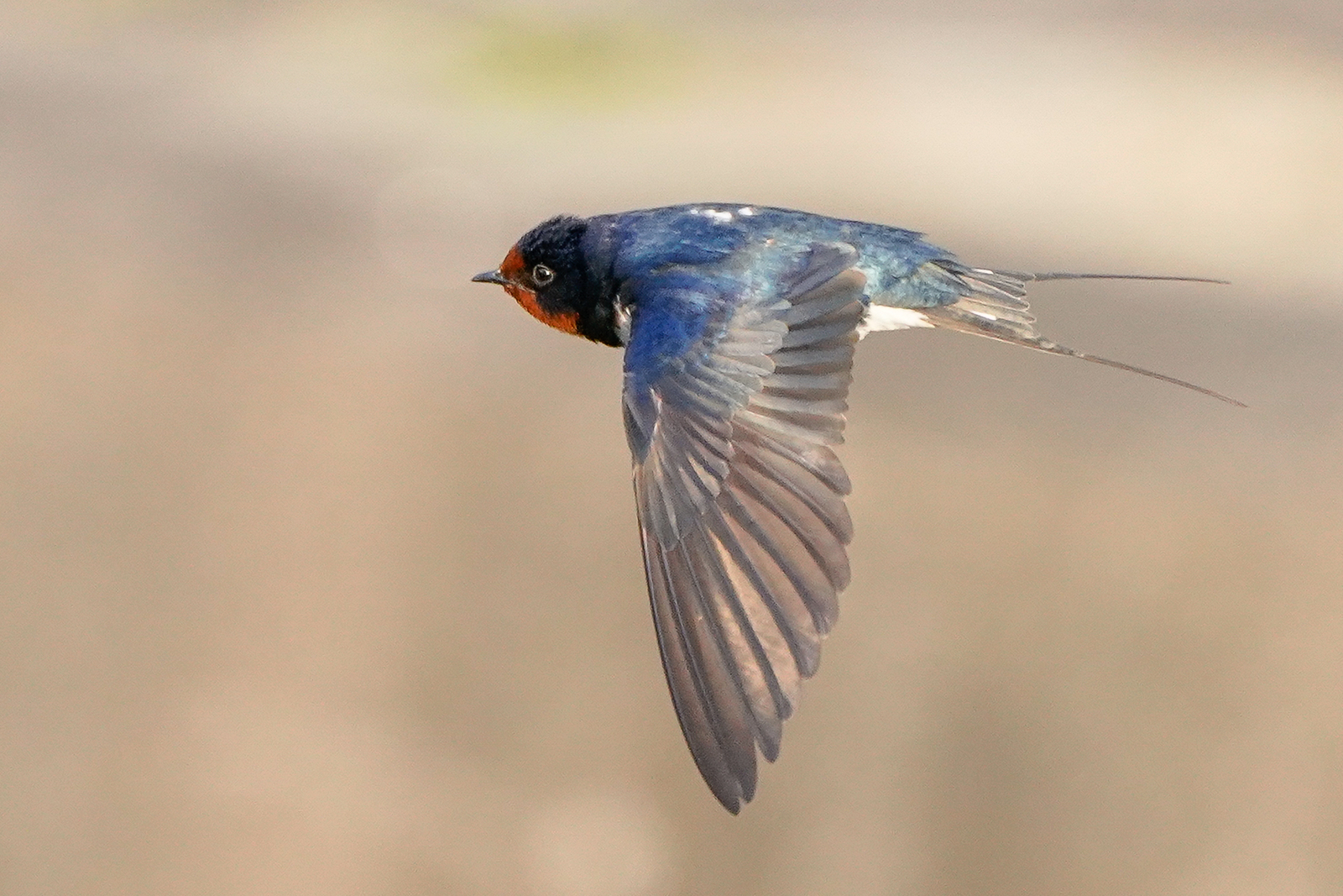 f:id:zo5ur53kle:20200411202818j:plain