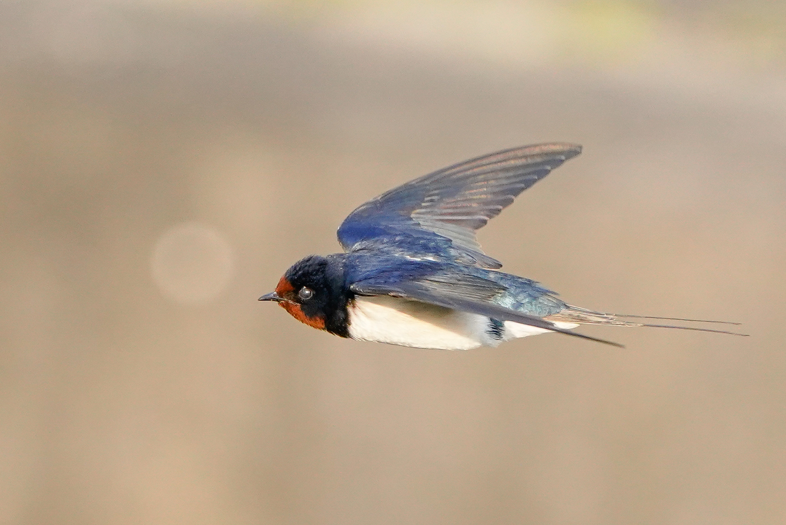 f:id:zo5ur53kle:20200411202832j:plain