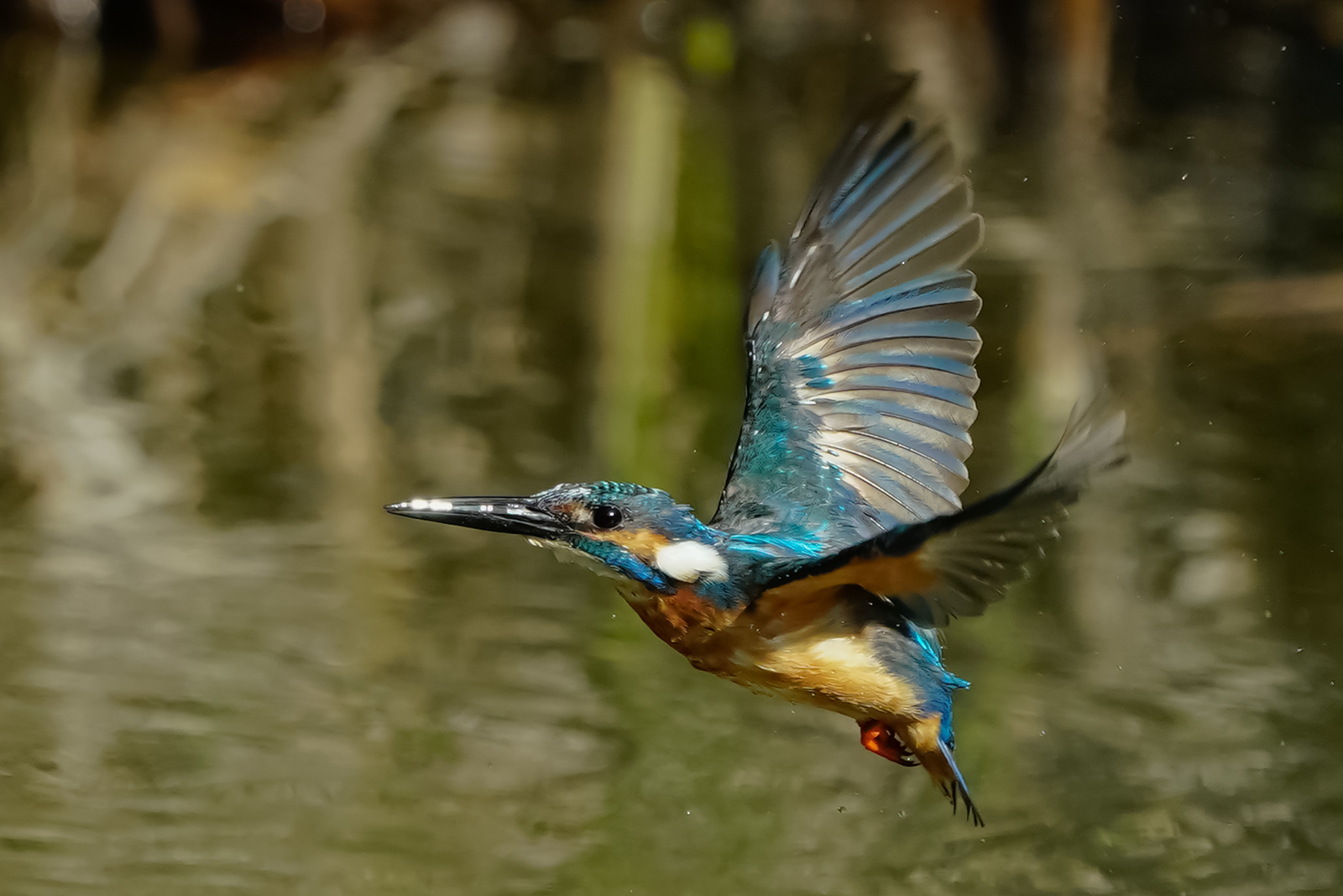 f:id:zo5ur53kle:20200816205141j:plain