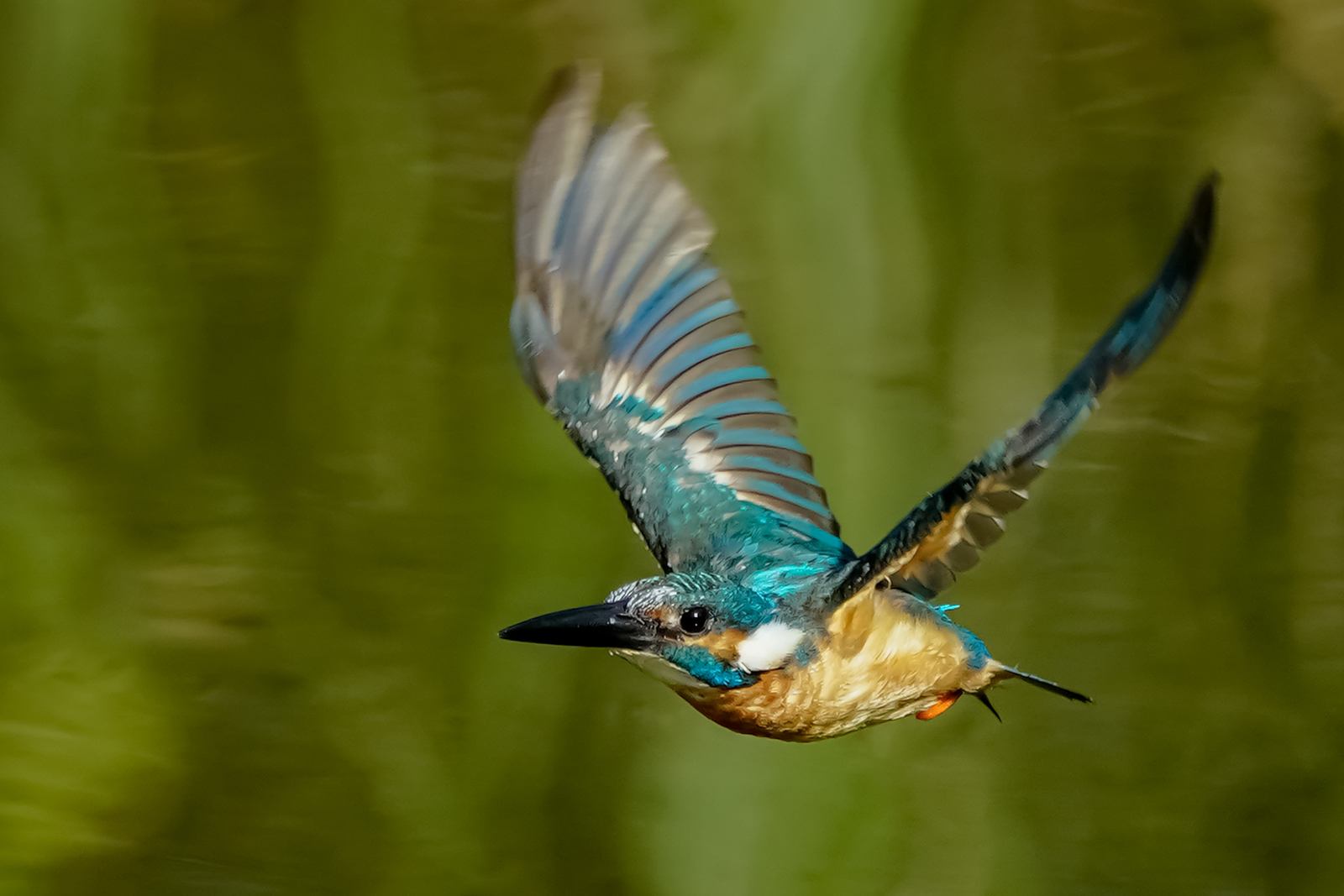 f:id:zo5ur53kle:20200816205203j:plain