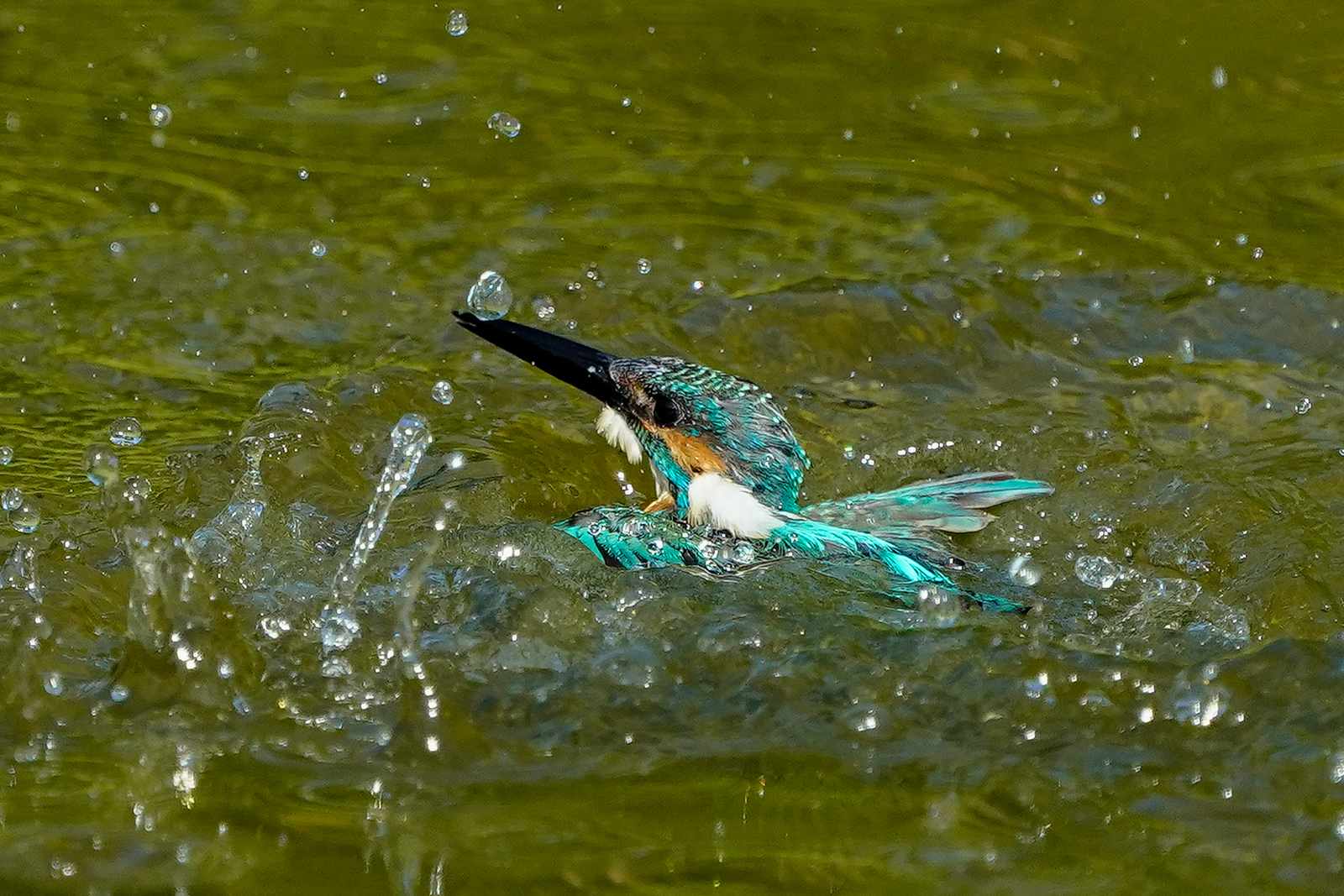 f:id:zo5ur53kle:20200816205240j:plain