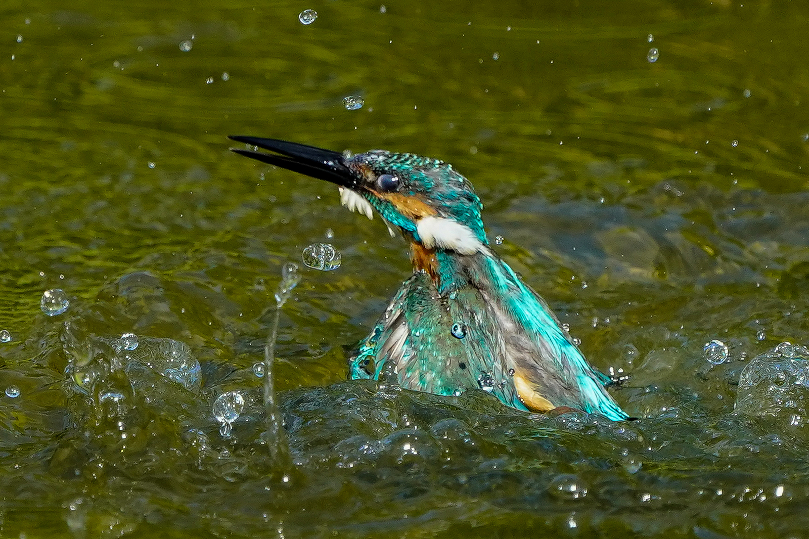 f:id:zo5ur53kle:20200816205248j:plain