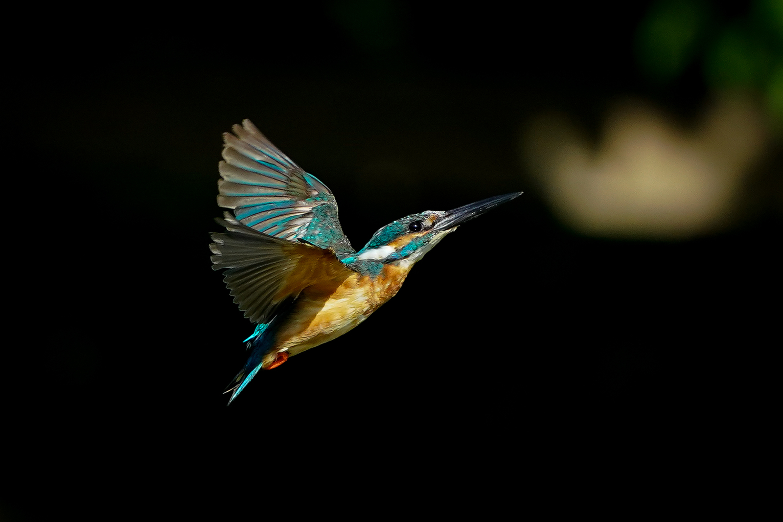 f:id:zo5ur53kle:20200816205301j:plain