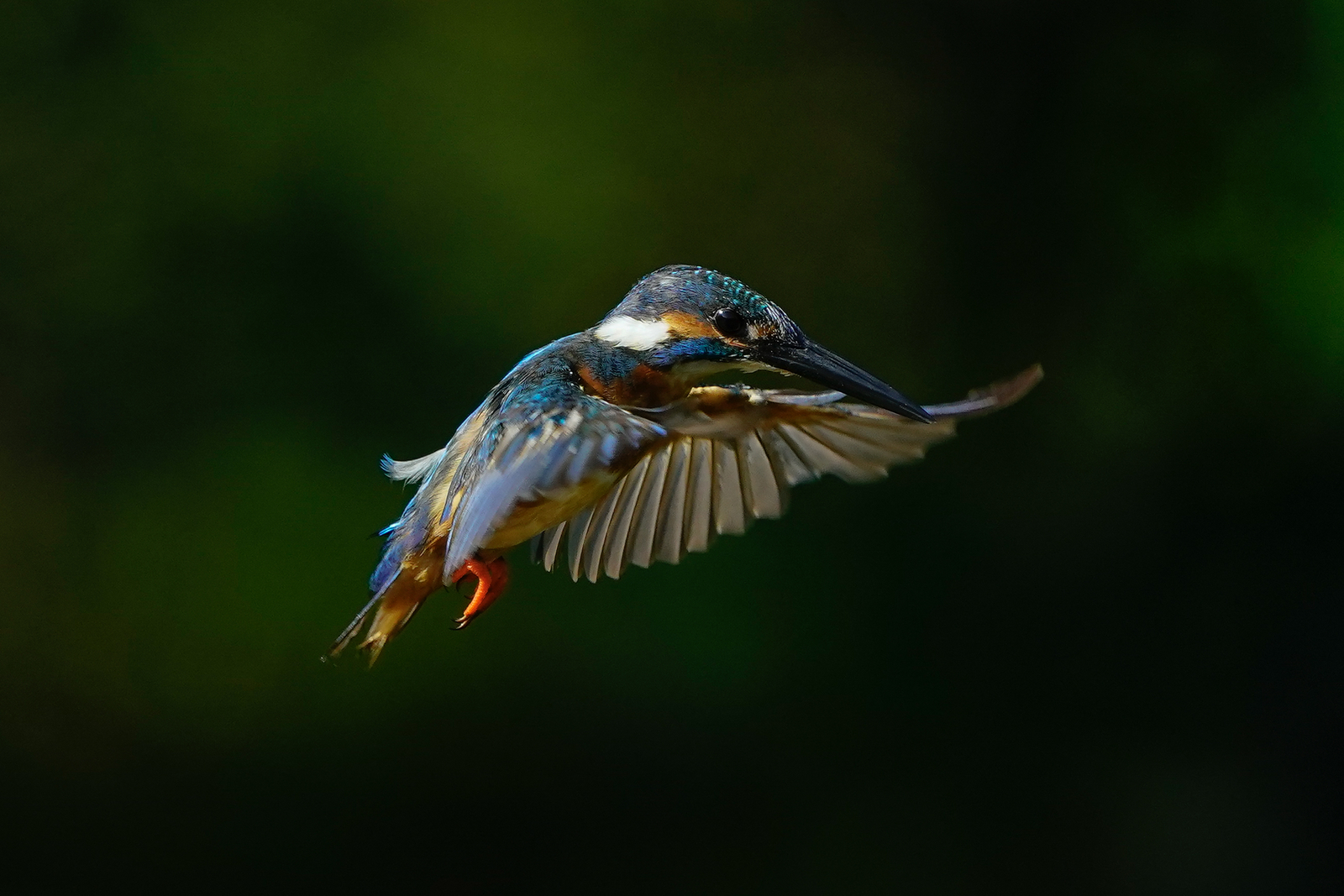 f:id:zo5ur53kle:20200816205317j:plain