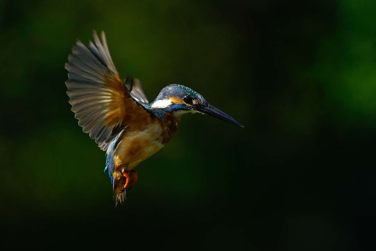 f:id:zo5ur53kle:20200816205340j:plain